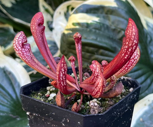 S. psittacina DW x 'The Kraken'