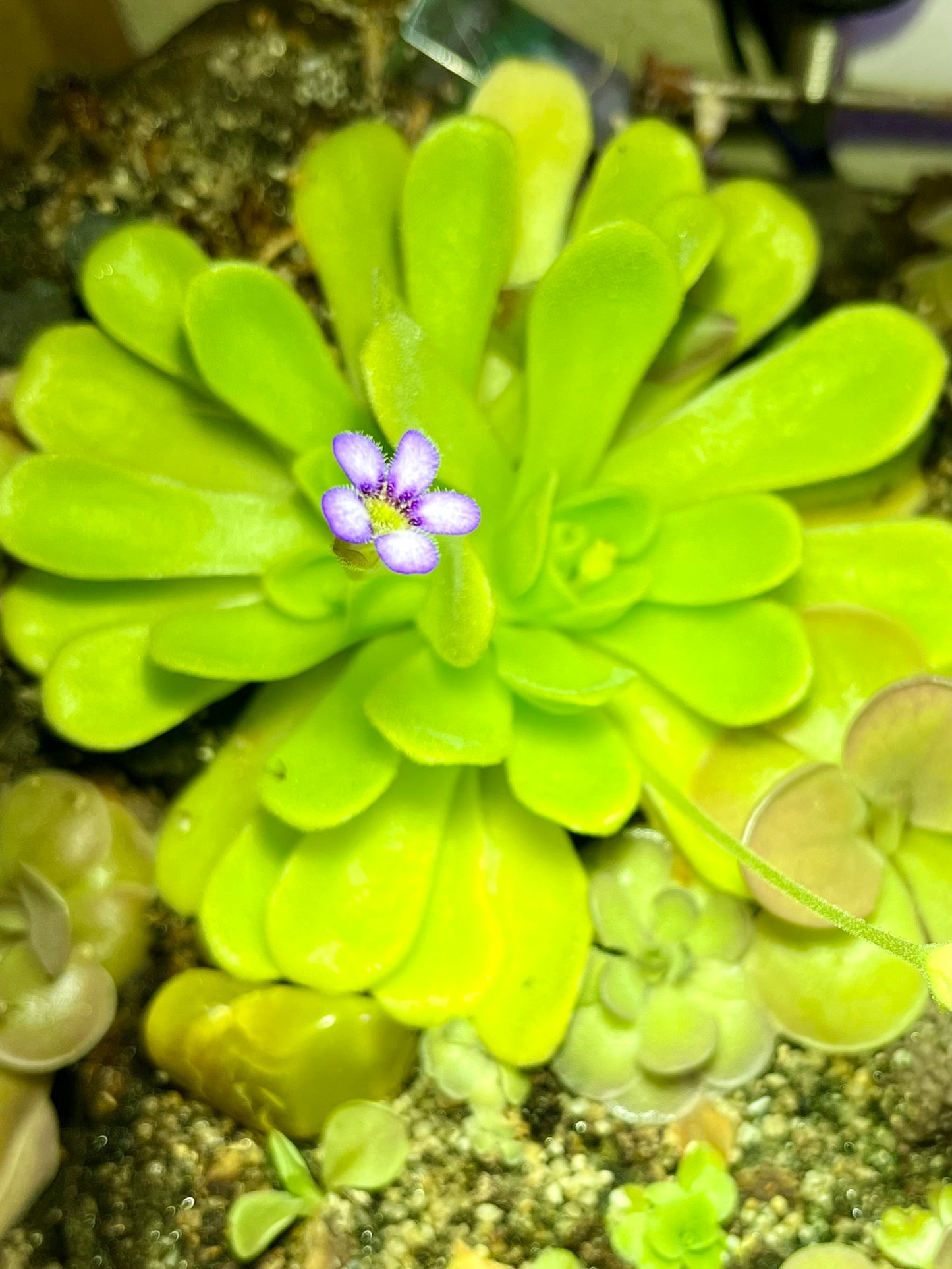 Pinguicula agnata 'True Blue'