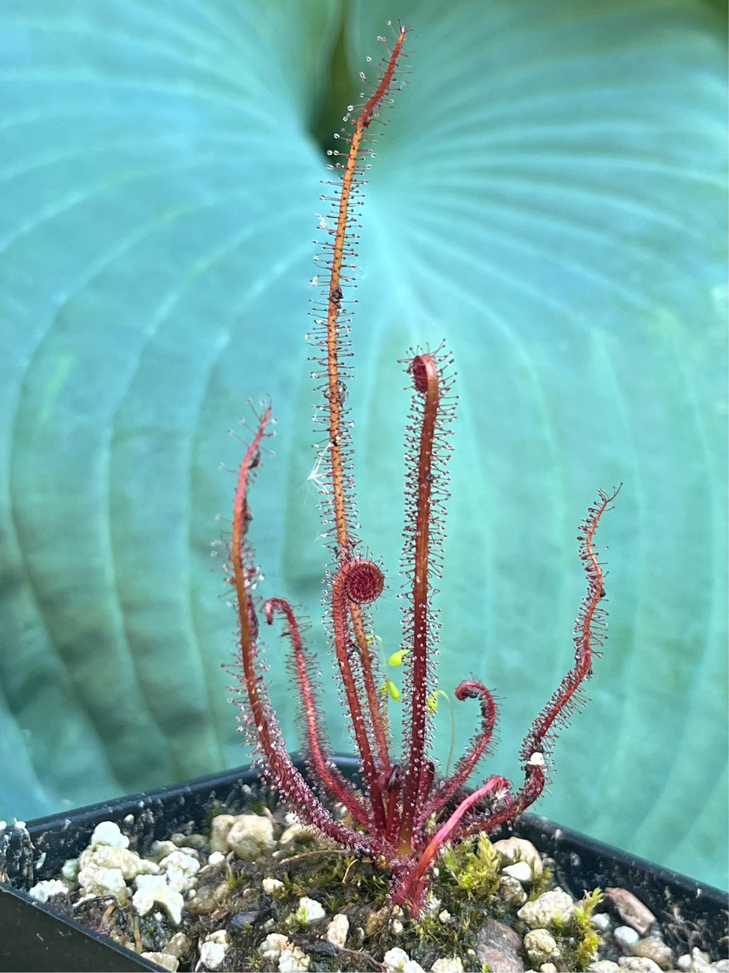 Drosera filiformis - Red