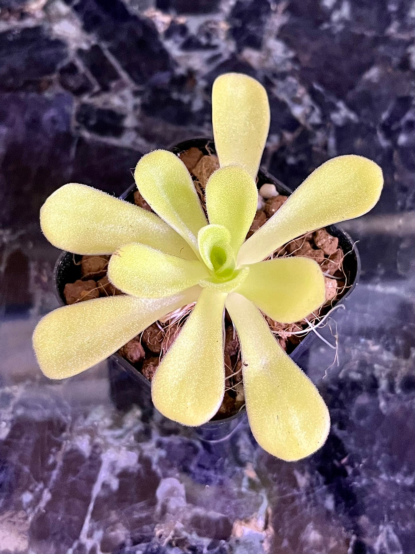 Pinguicula agnata 'True Blue'