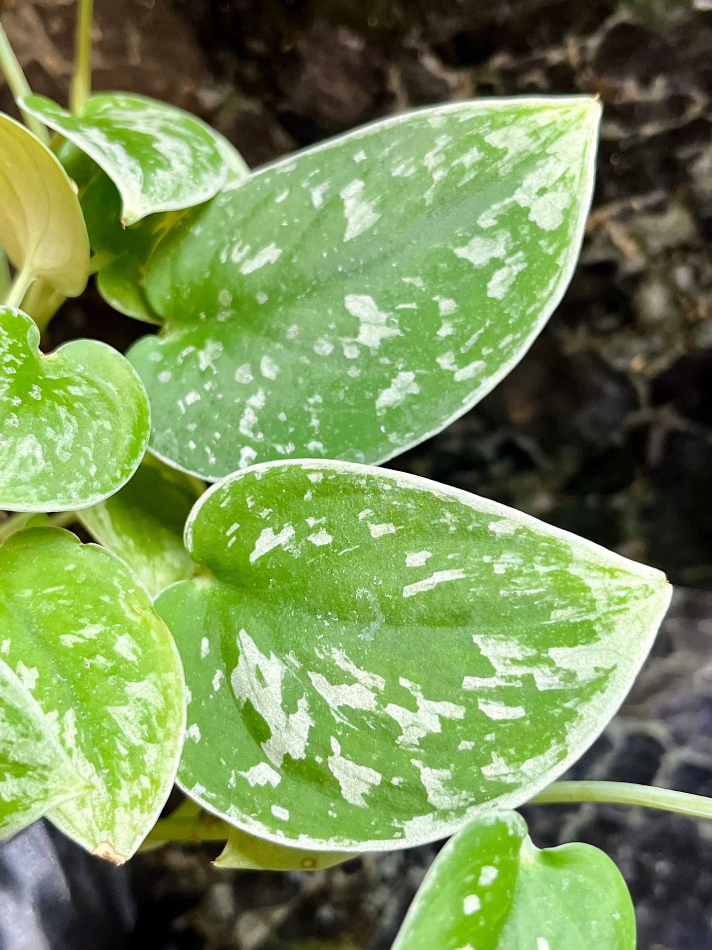 Scindapsus pictus "Exotica"