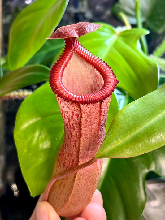 Nepenthes ventricosa x edwardsiana - seed grown