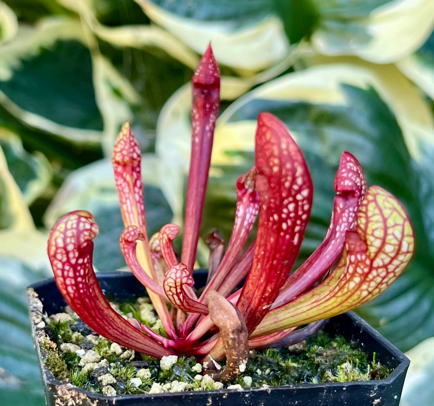 S. psittacina DW x 'The Kraken'