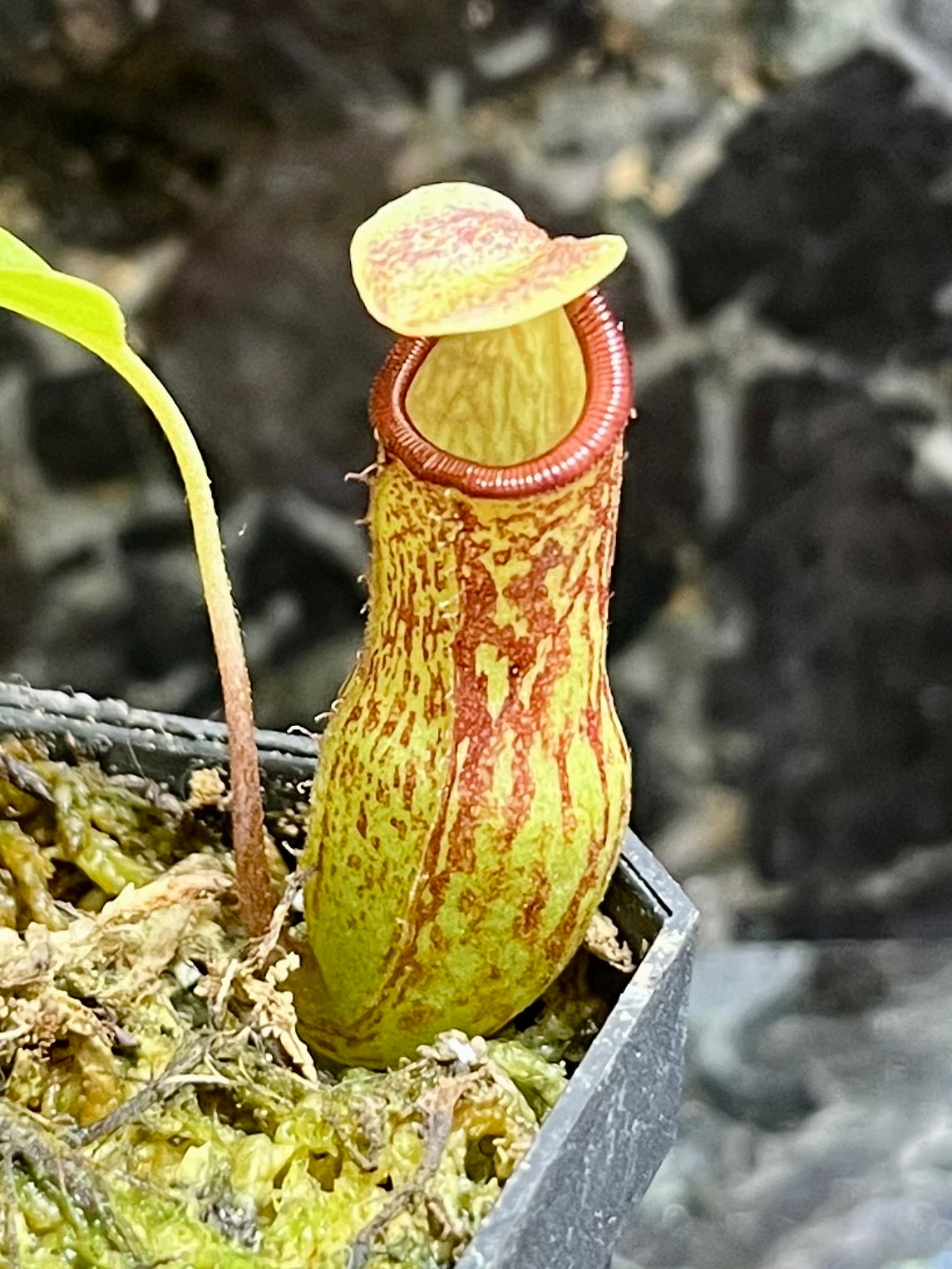 Nepenthes 'Red Leopard' - established cutting