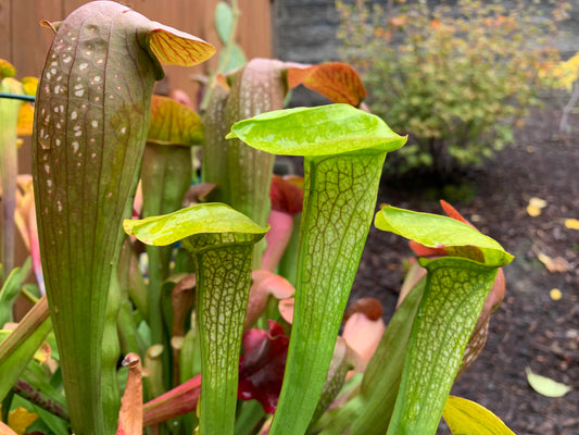 Sarracenia 'Hummer's Hammerhead'