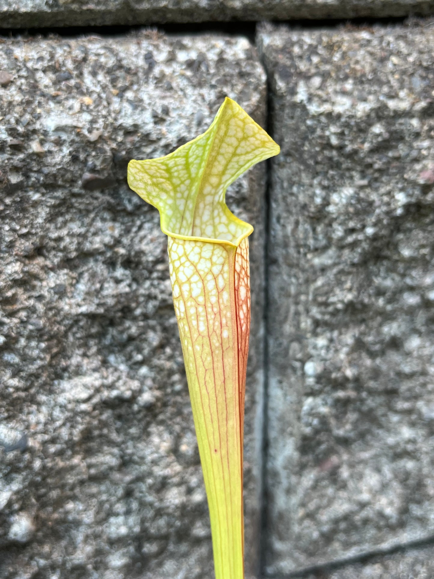 Sarracenia alabamensis ICPS x moorei
