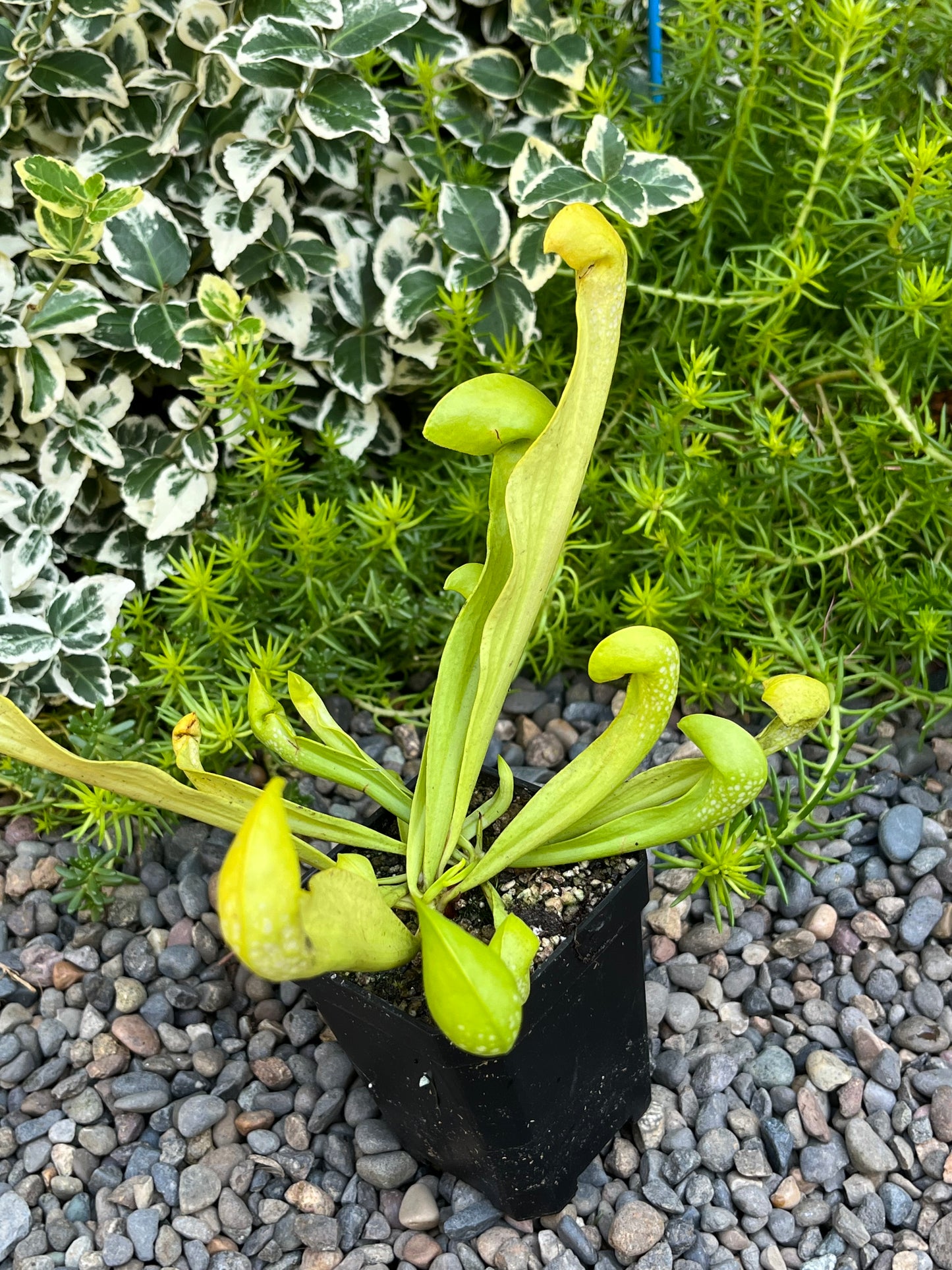 Sarracenia psittacina x minor AF