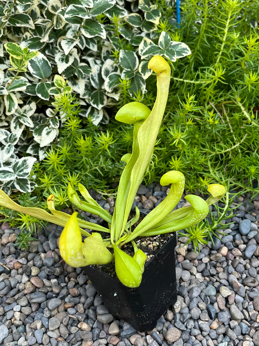Sarracenia psittacina x minor AF