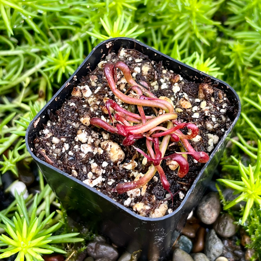 Darlingtonia californica - seed grown