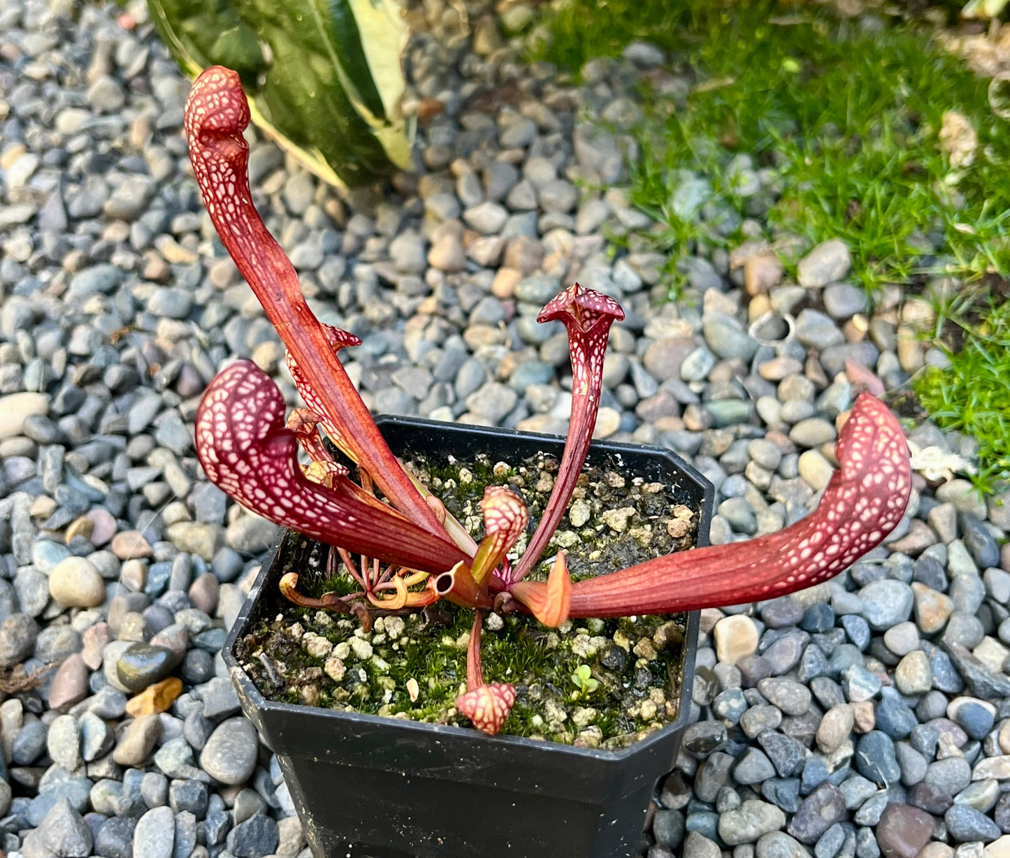S. psittacina DW x 'The Kraken'