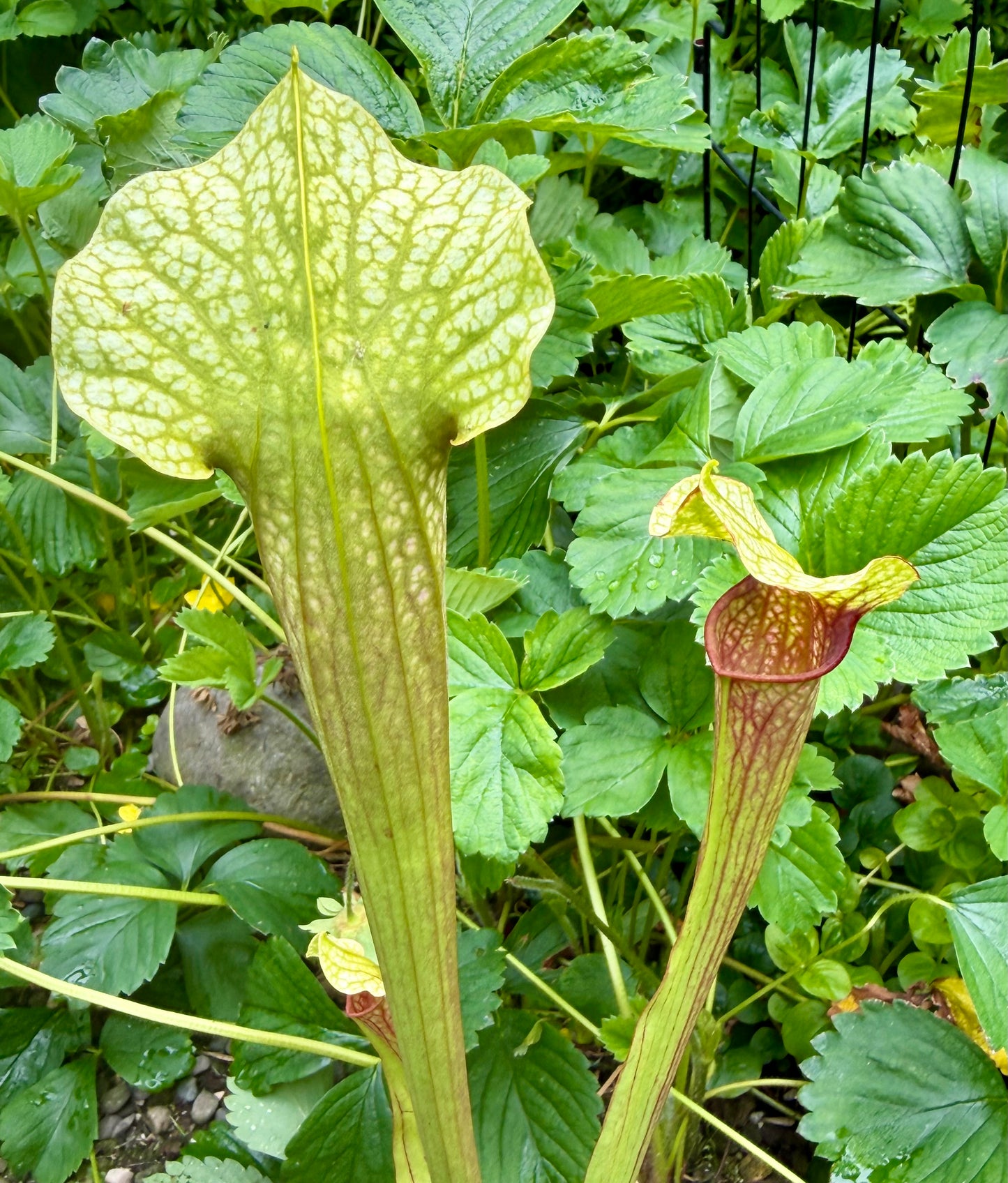 Sarracenia "Fluke"
