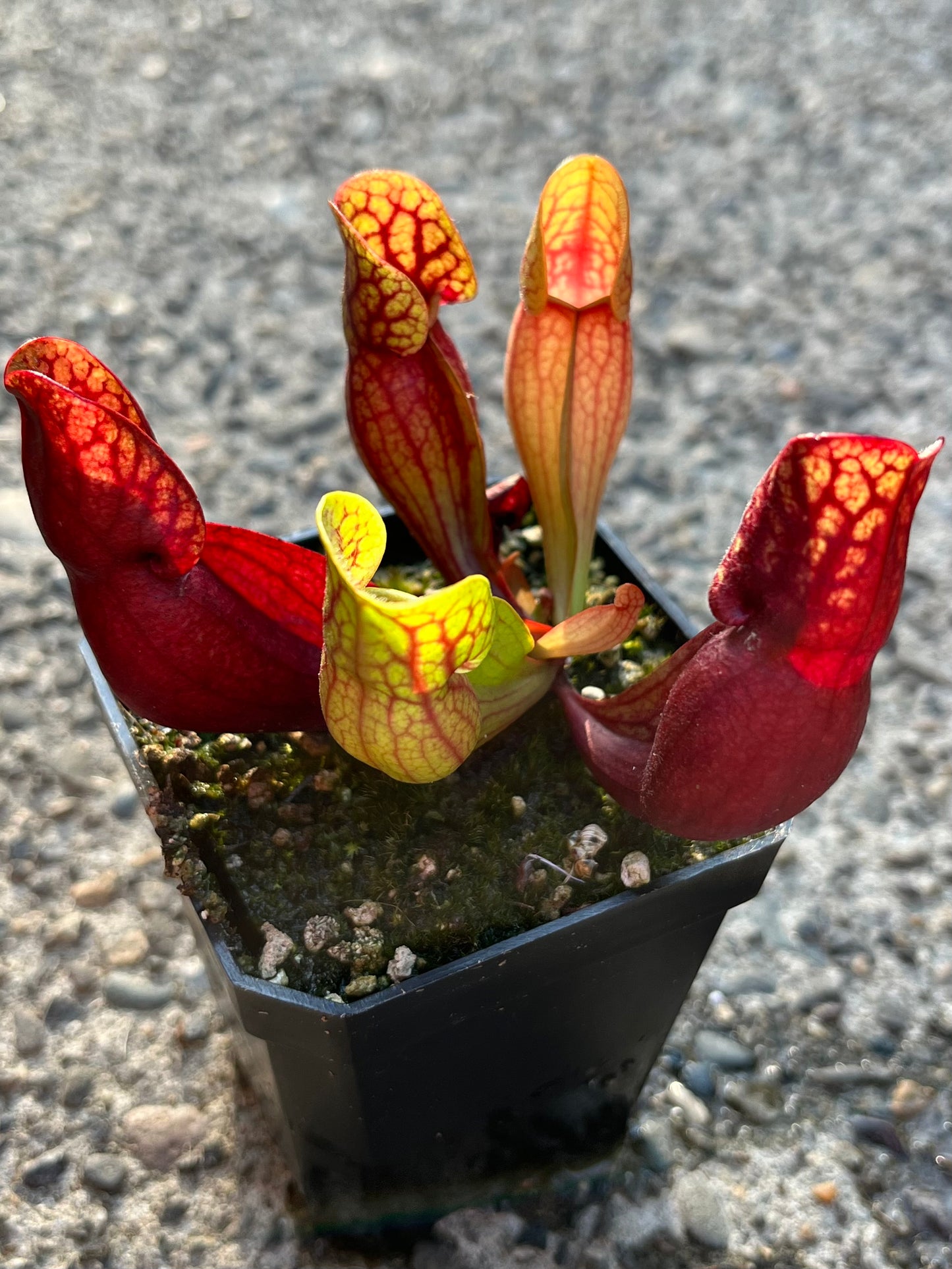 Sarracenia purpurea OP - seed grown