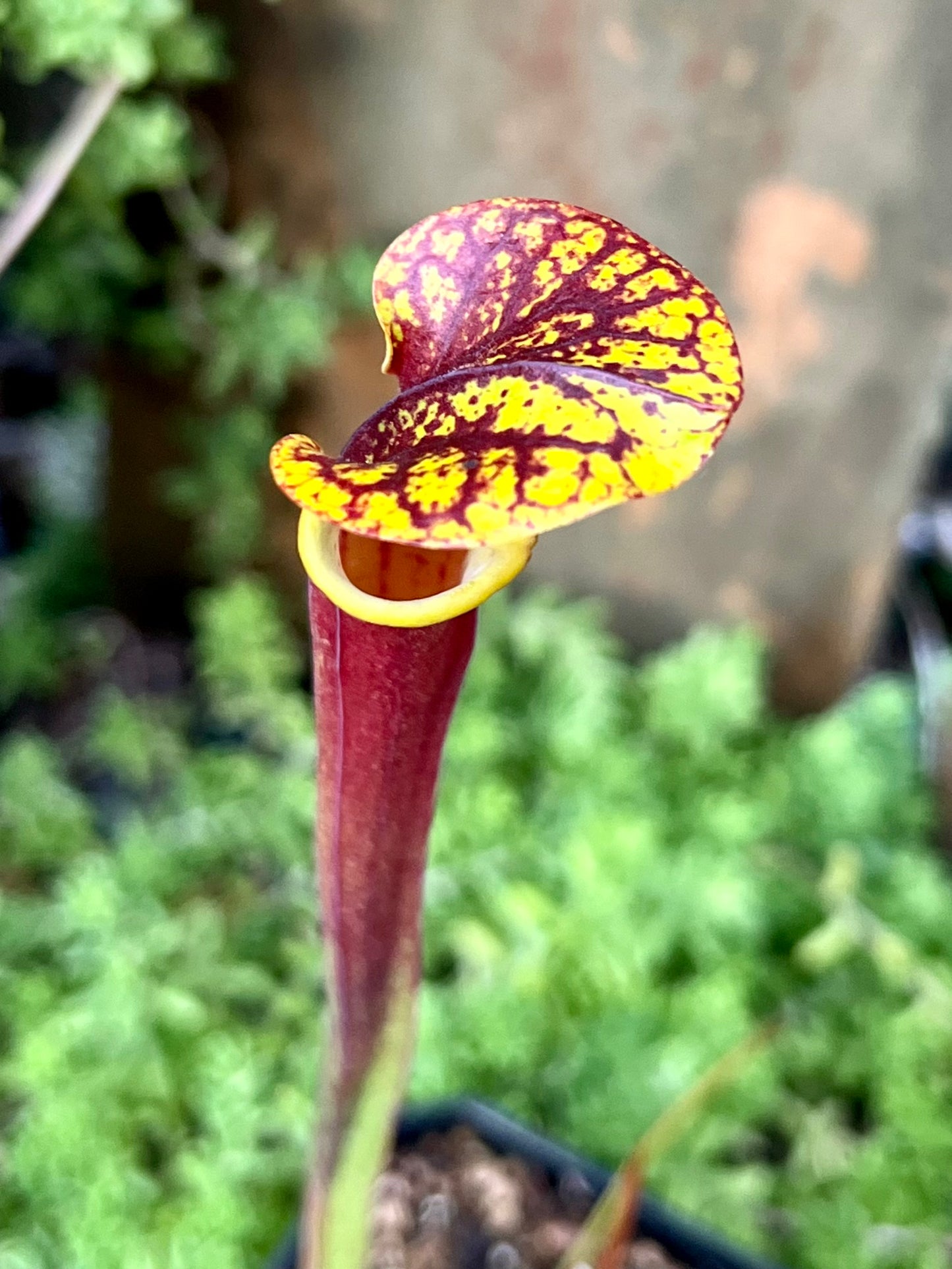 Sarracenia rugelii 448 x 'Waccamaw'