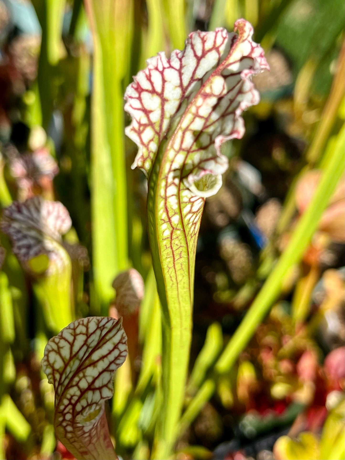 Sarracenia leucophylla 'Tarnok'