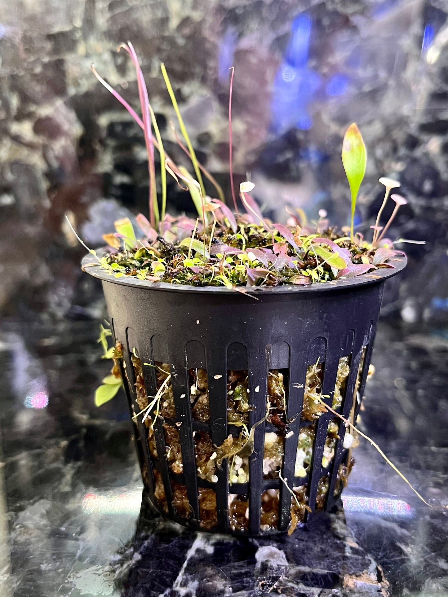 Utricularia PARTY - mix of select utrics