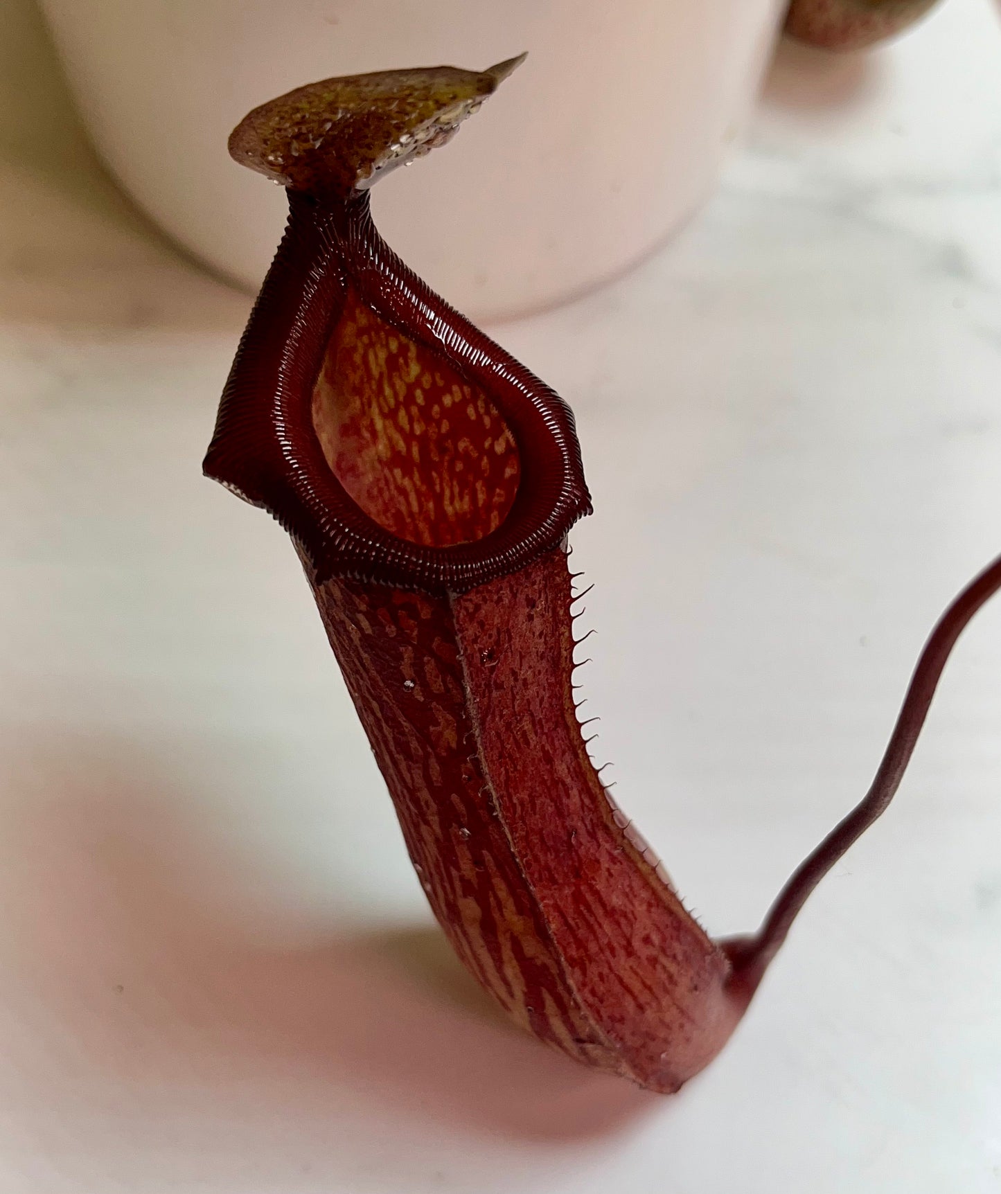 Nepenthes (x splendiana) x ventricosa "red" - established cutting