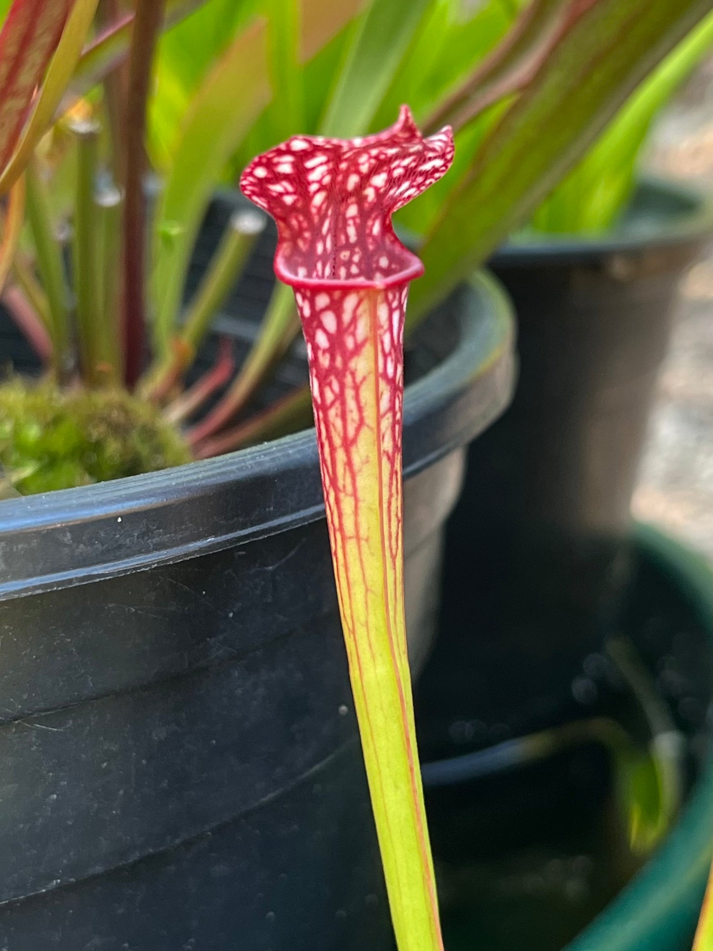 Sarracenia ‘Saurus’ x MK L18