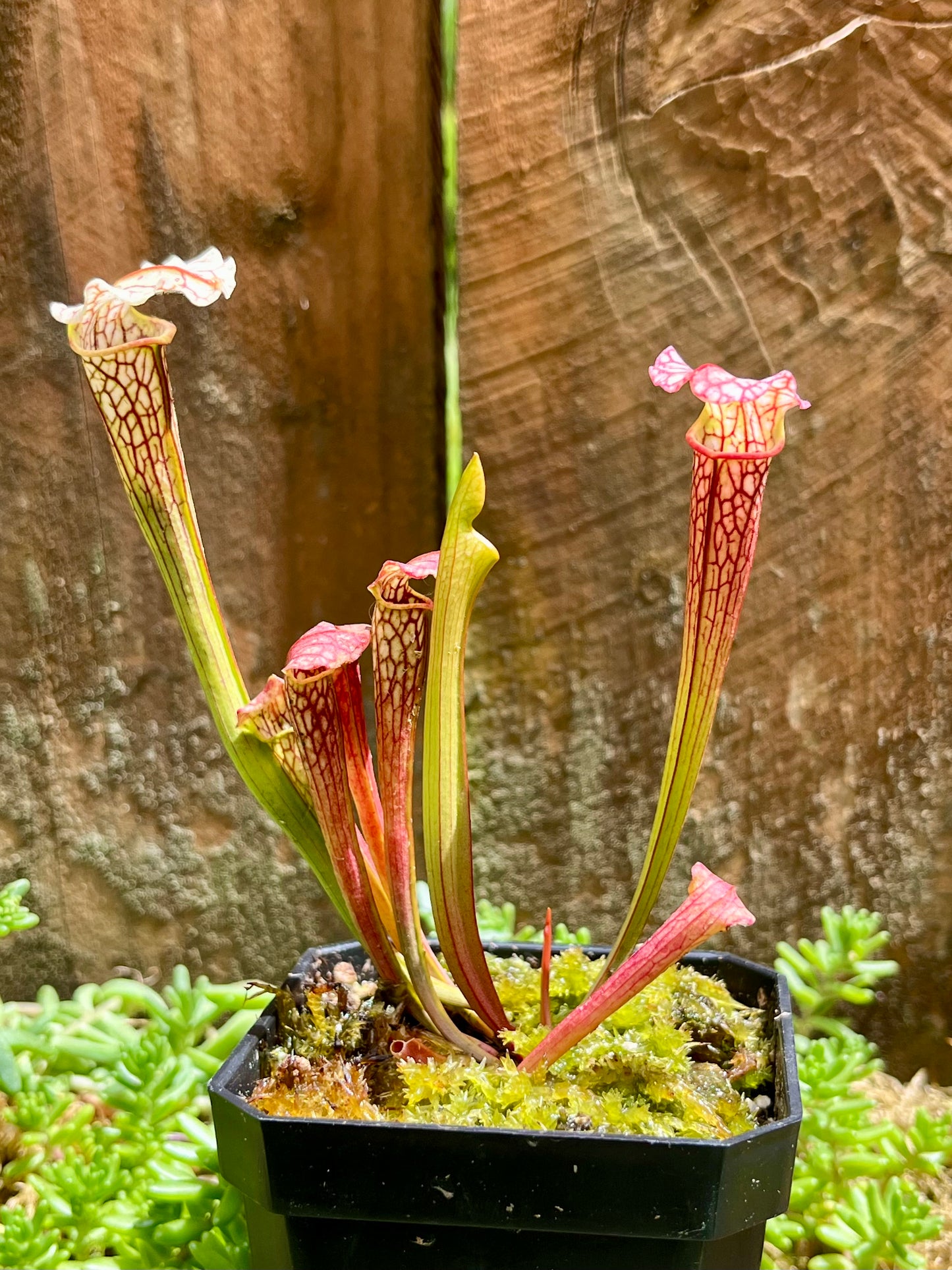 Sarracenia alabamensis x leucophylla - seed grown