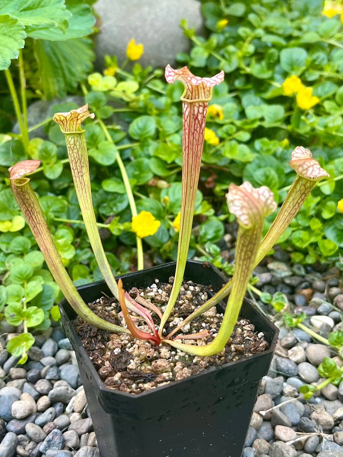 Sarracenia alabamensis x leucophylla - seed grown