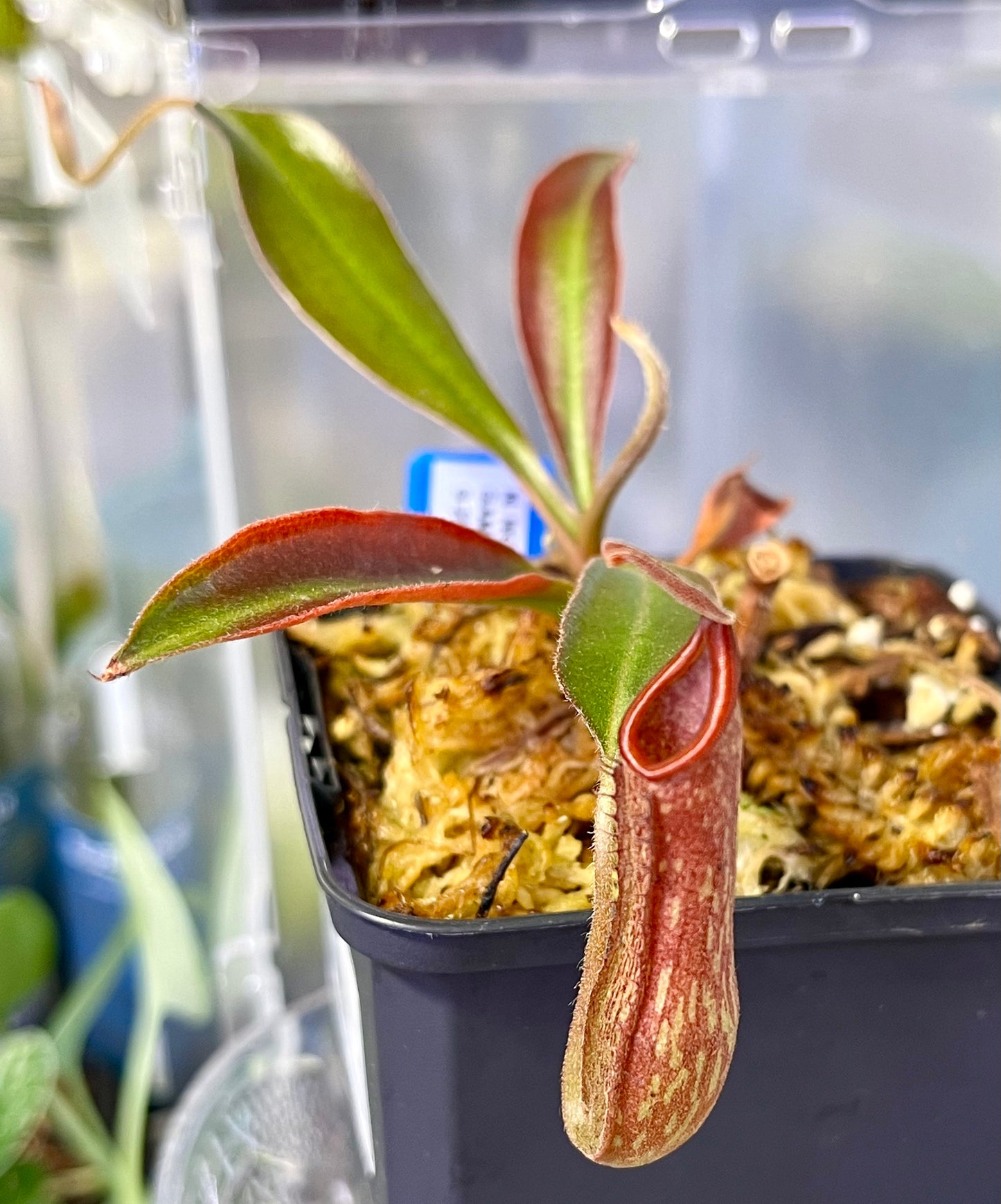 Nepenthes NOID red - established cutting