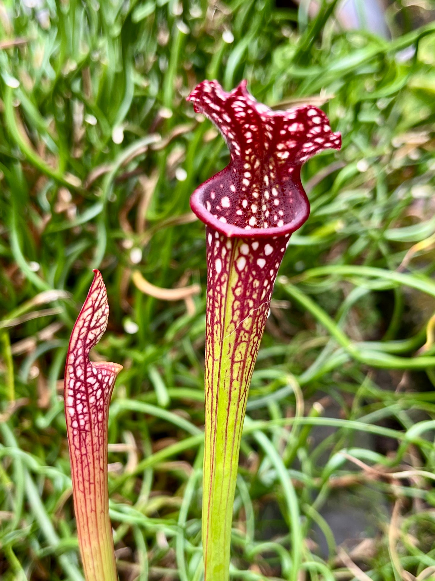 Sarracenia ‘Saurus’ x MK L18