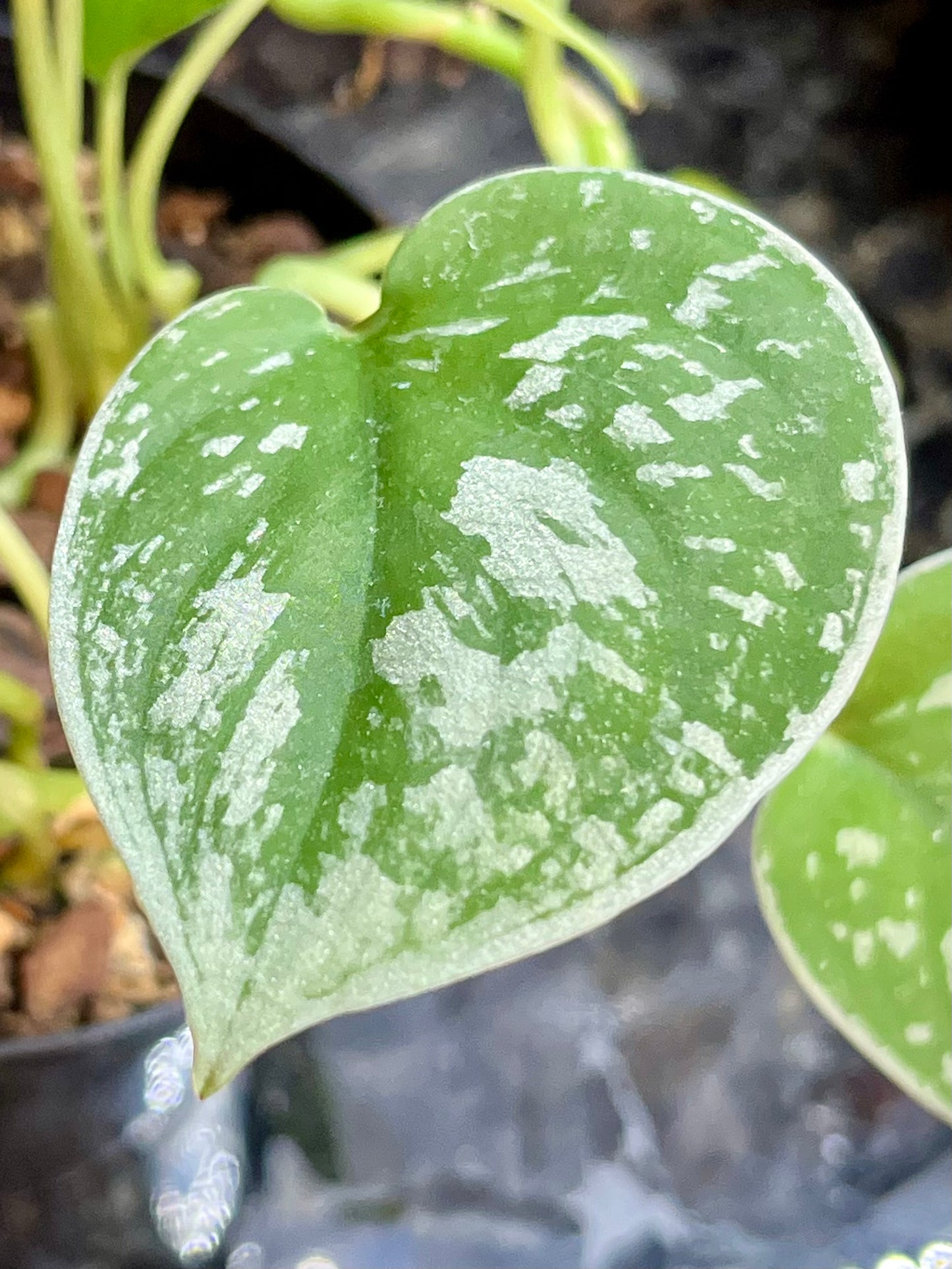 Scindapsus pictus "Exotica"