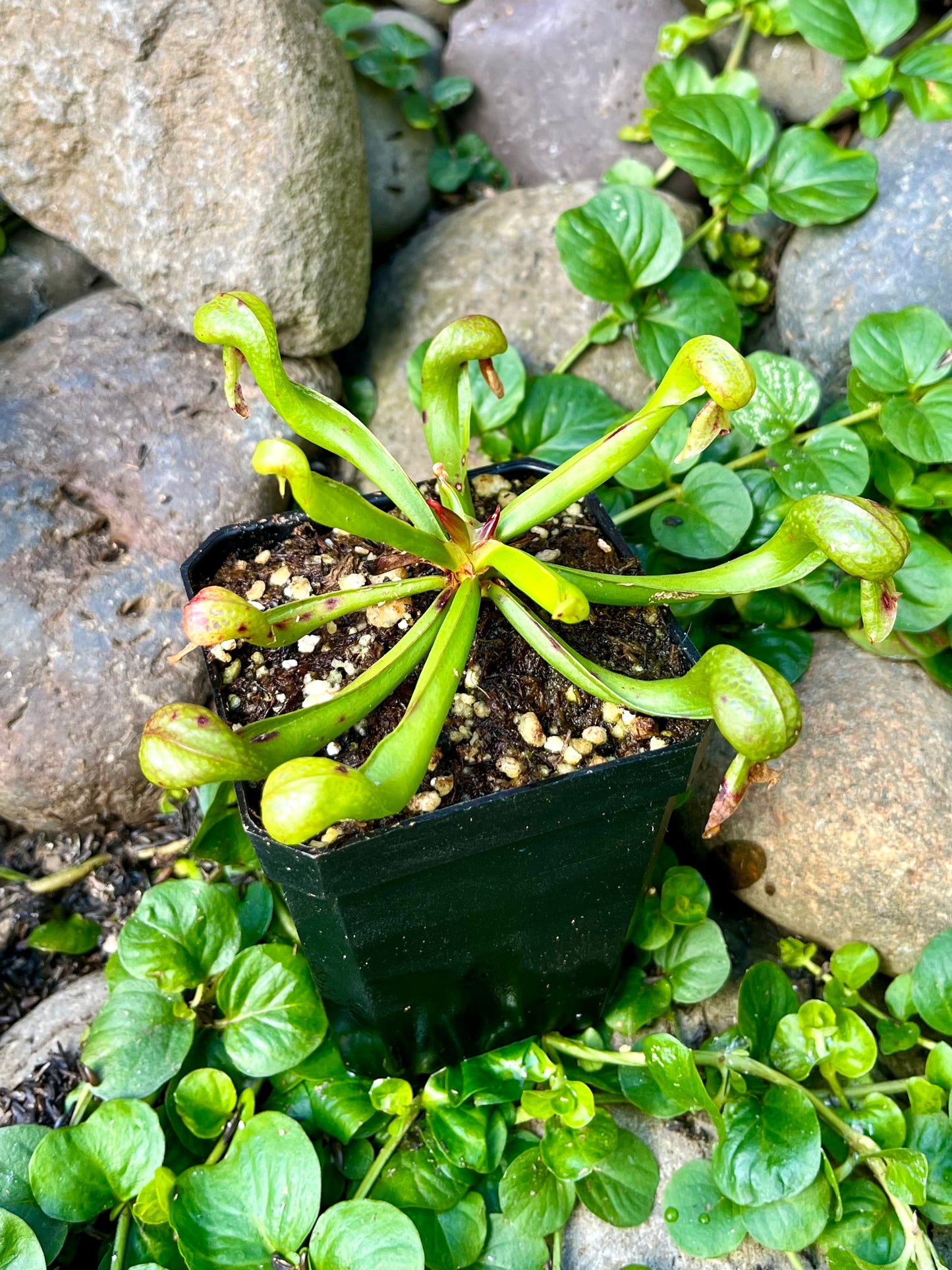 Darlingtonia californica