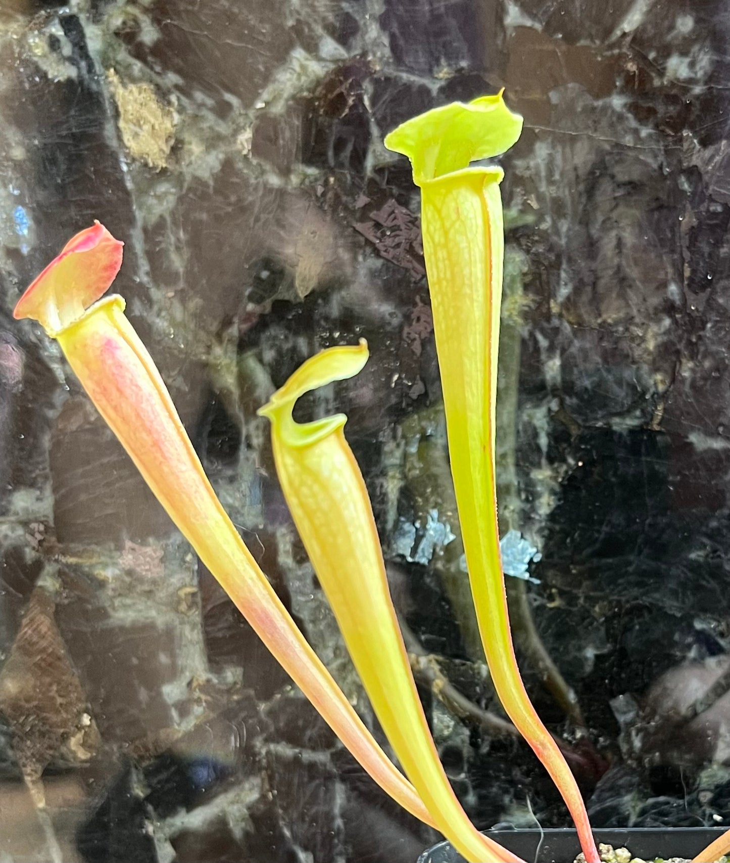 Sarracenia alabamensis x Legacy - seed grown