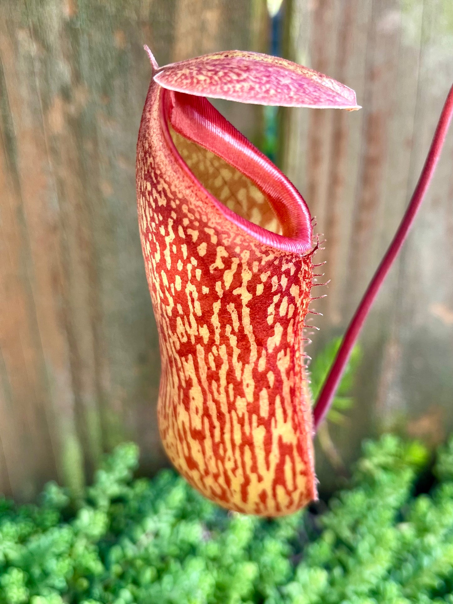 Nepenthes (x splendiana) x ventricosa "red" - established cutting