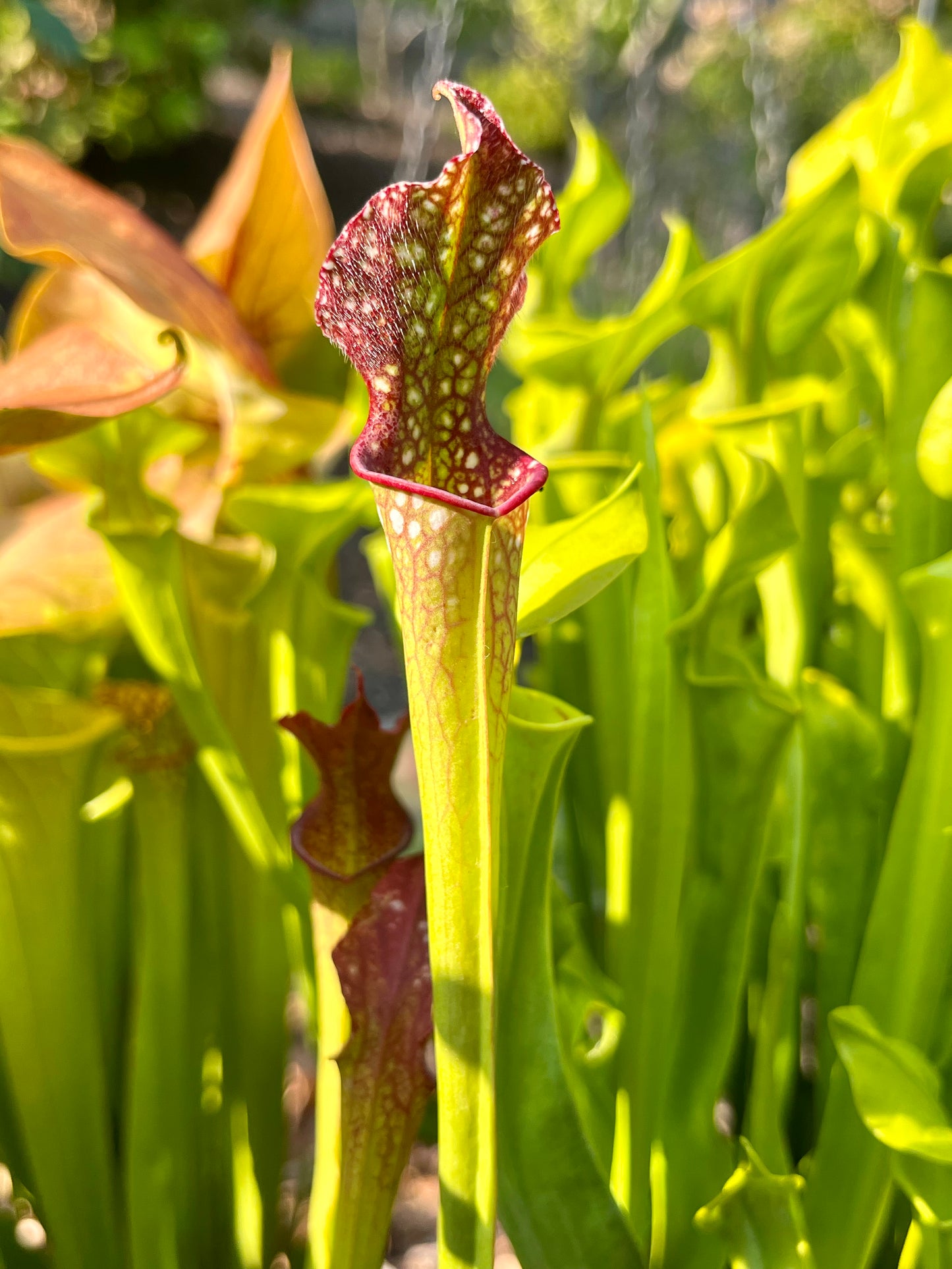 Sarracenia ‘Saurus’ x MK L18