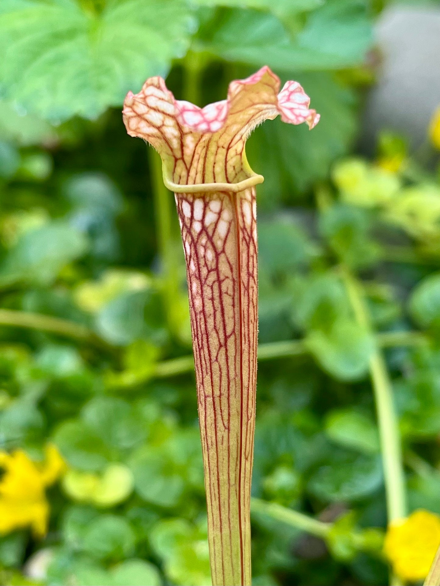 Sarracenia alabamensis x leucophylla - seed grown