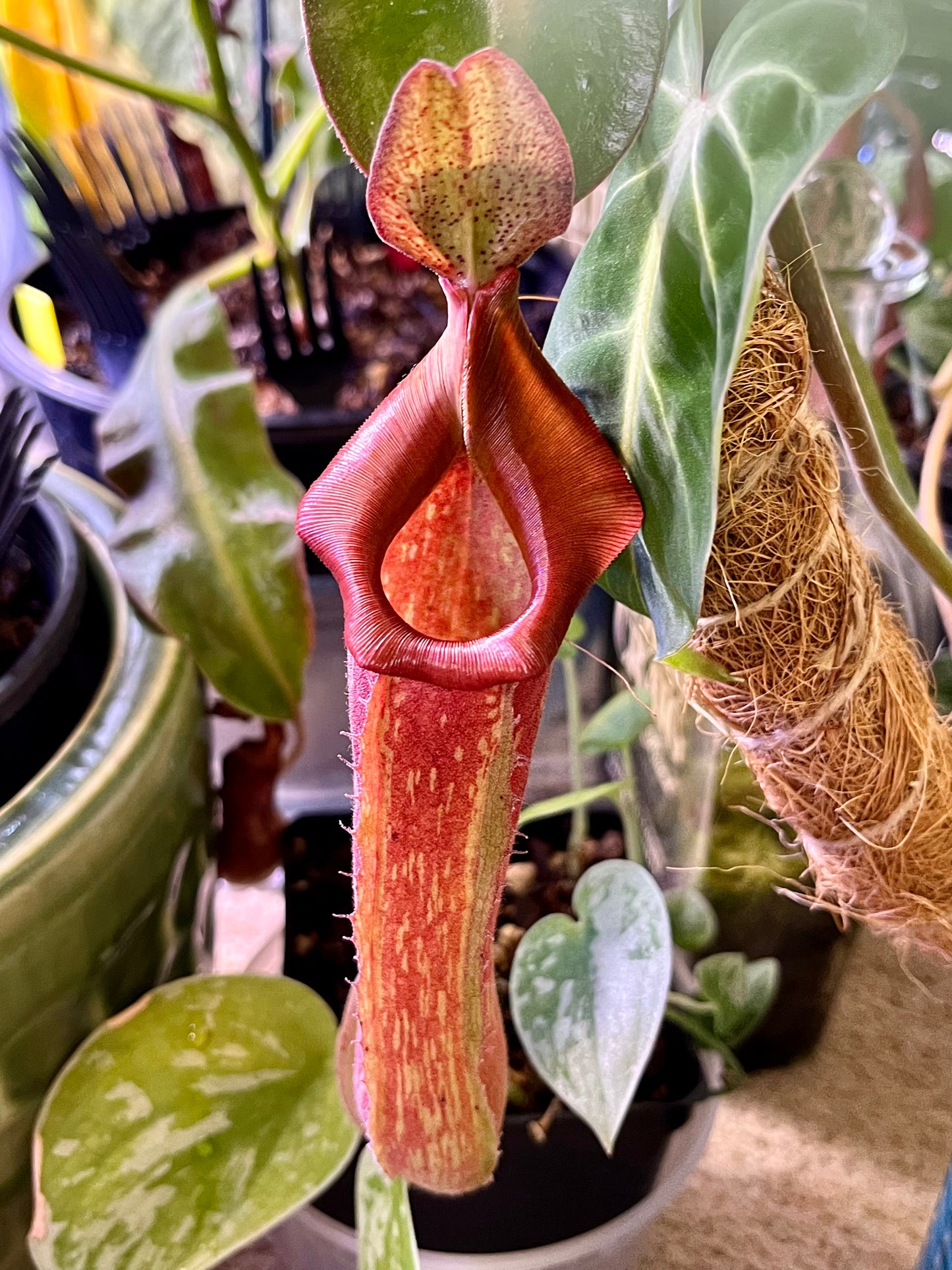 Nepenthes NOID red - established cutting