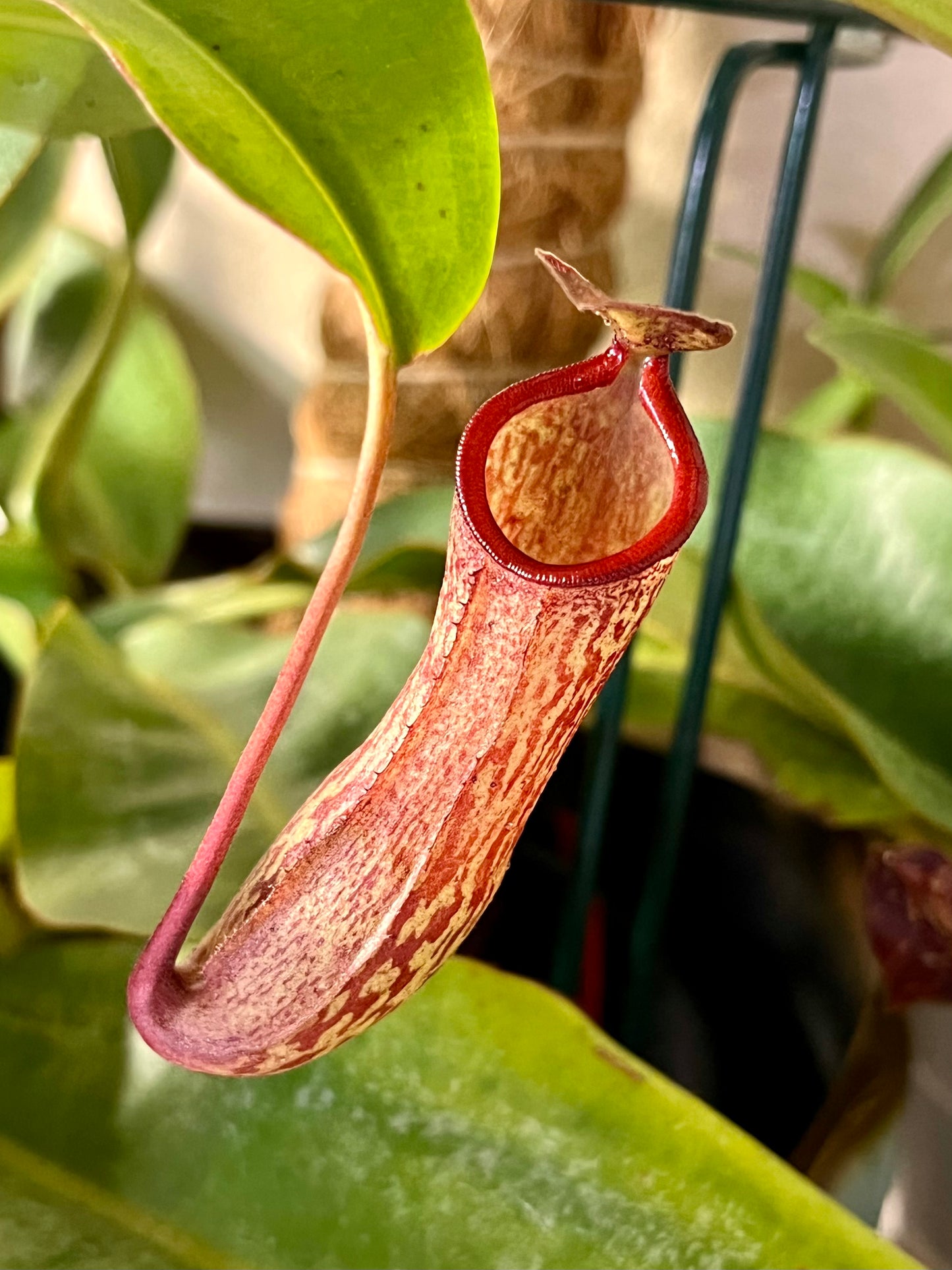 Nepenthes (x splendiana) x ventricosa "red" - established cutting