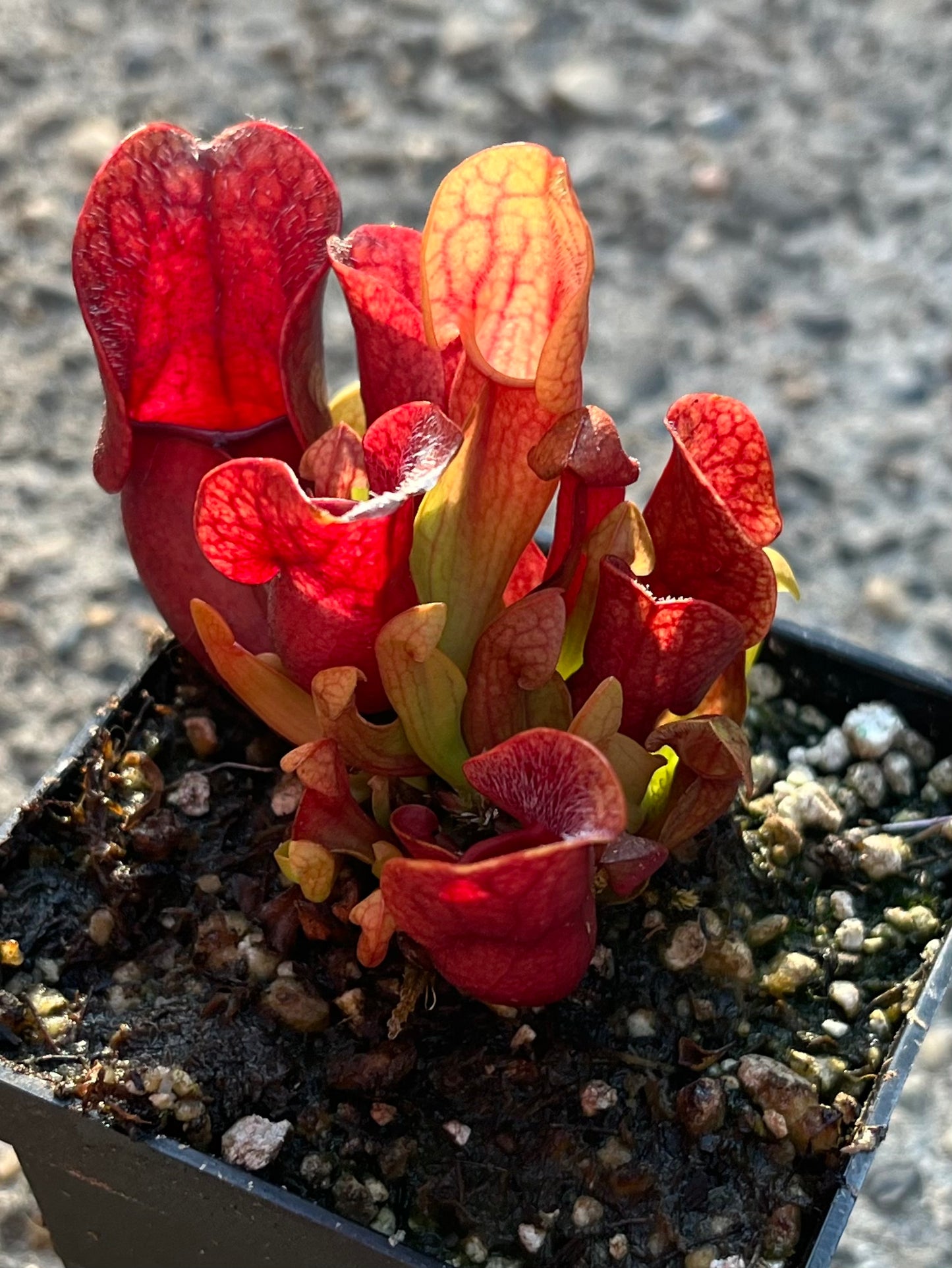 Sarracenia purpurea OP - seed grown