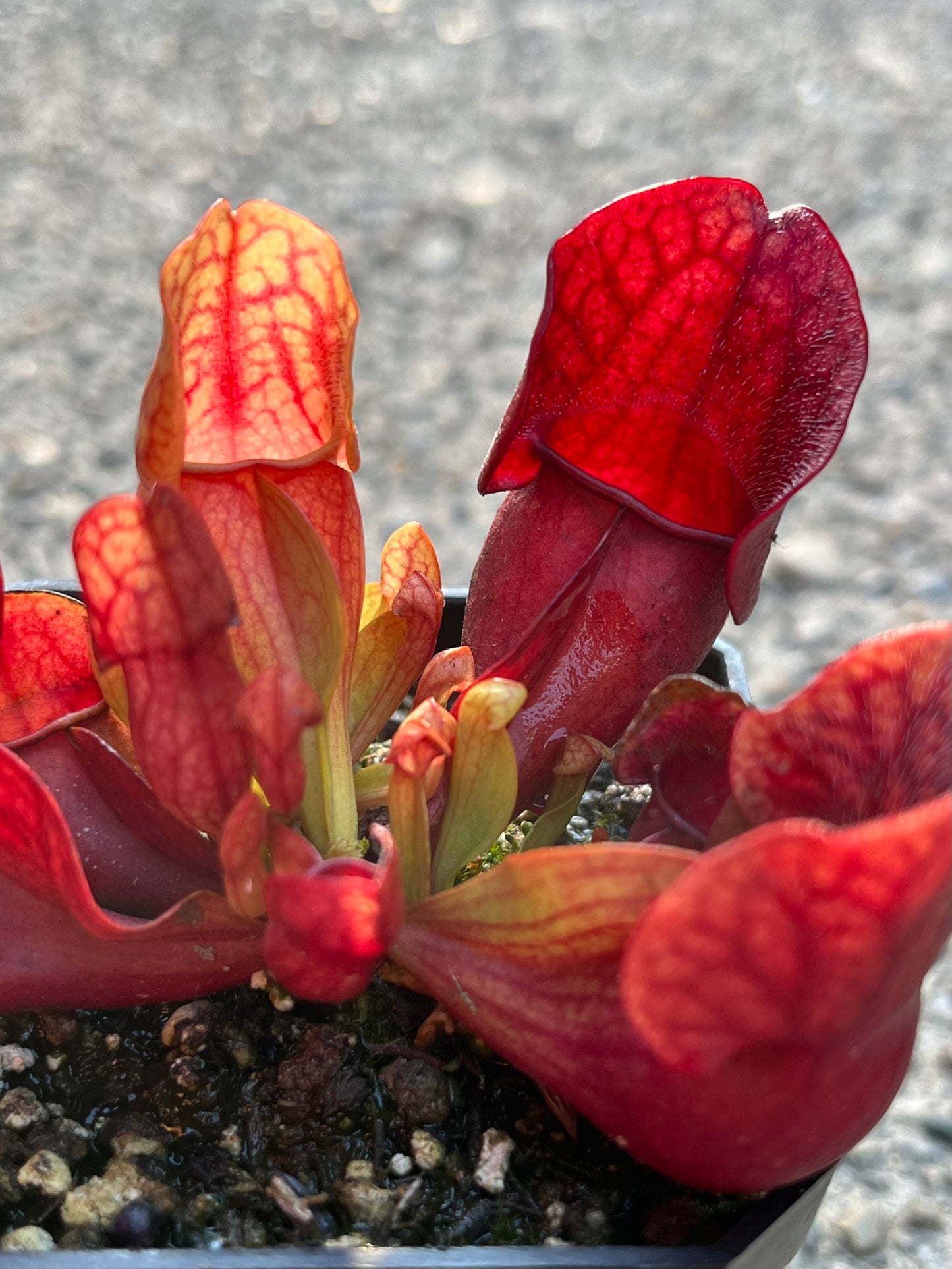 Sarracenia purpurea OP - seed grown