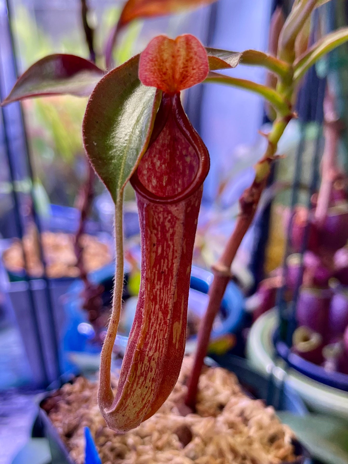 Nepenthes NOID red - established cutting