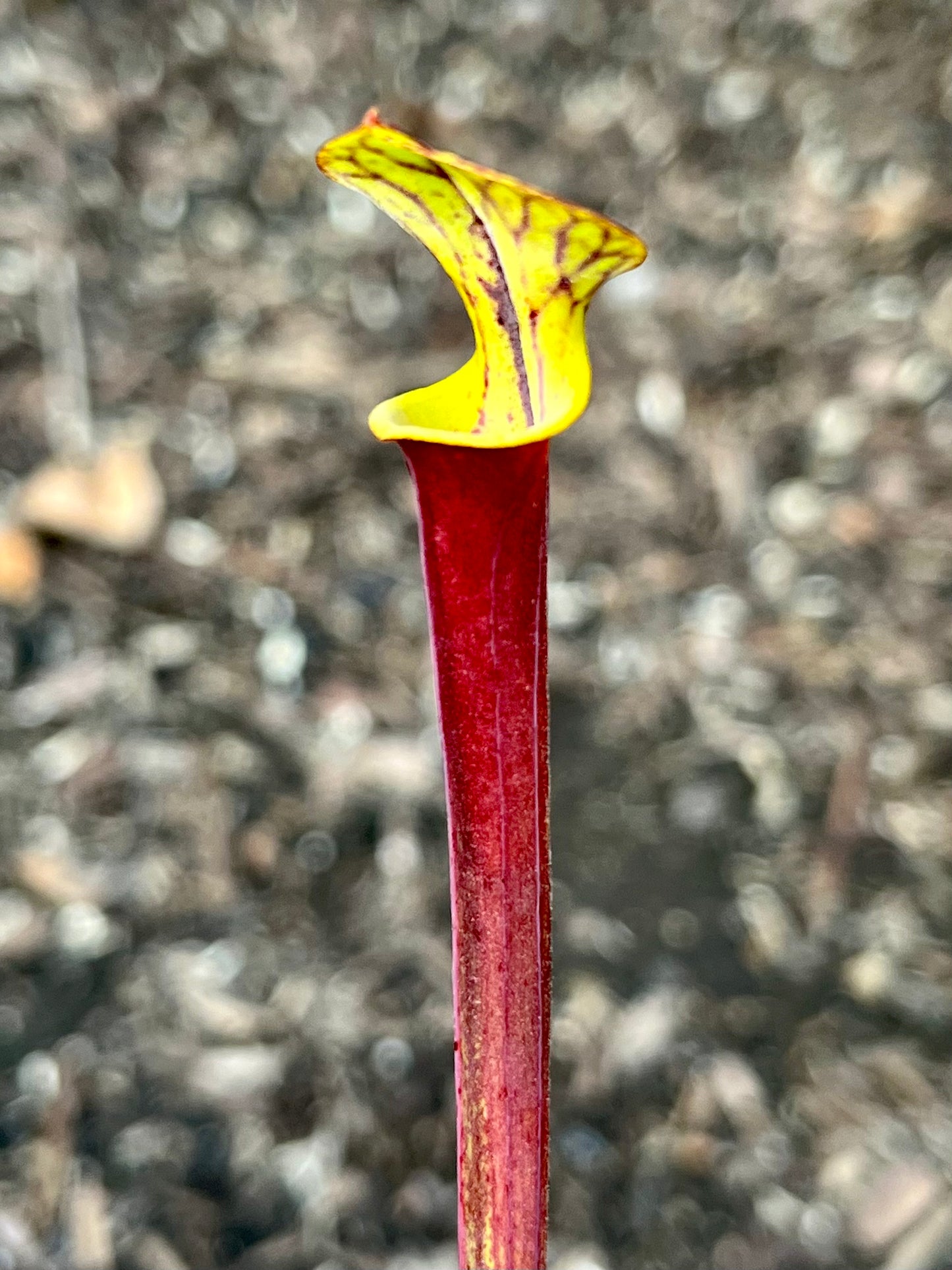 Sarracenia rugelii 448 x 'Waccamaw'