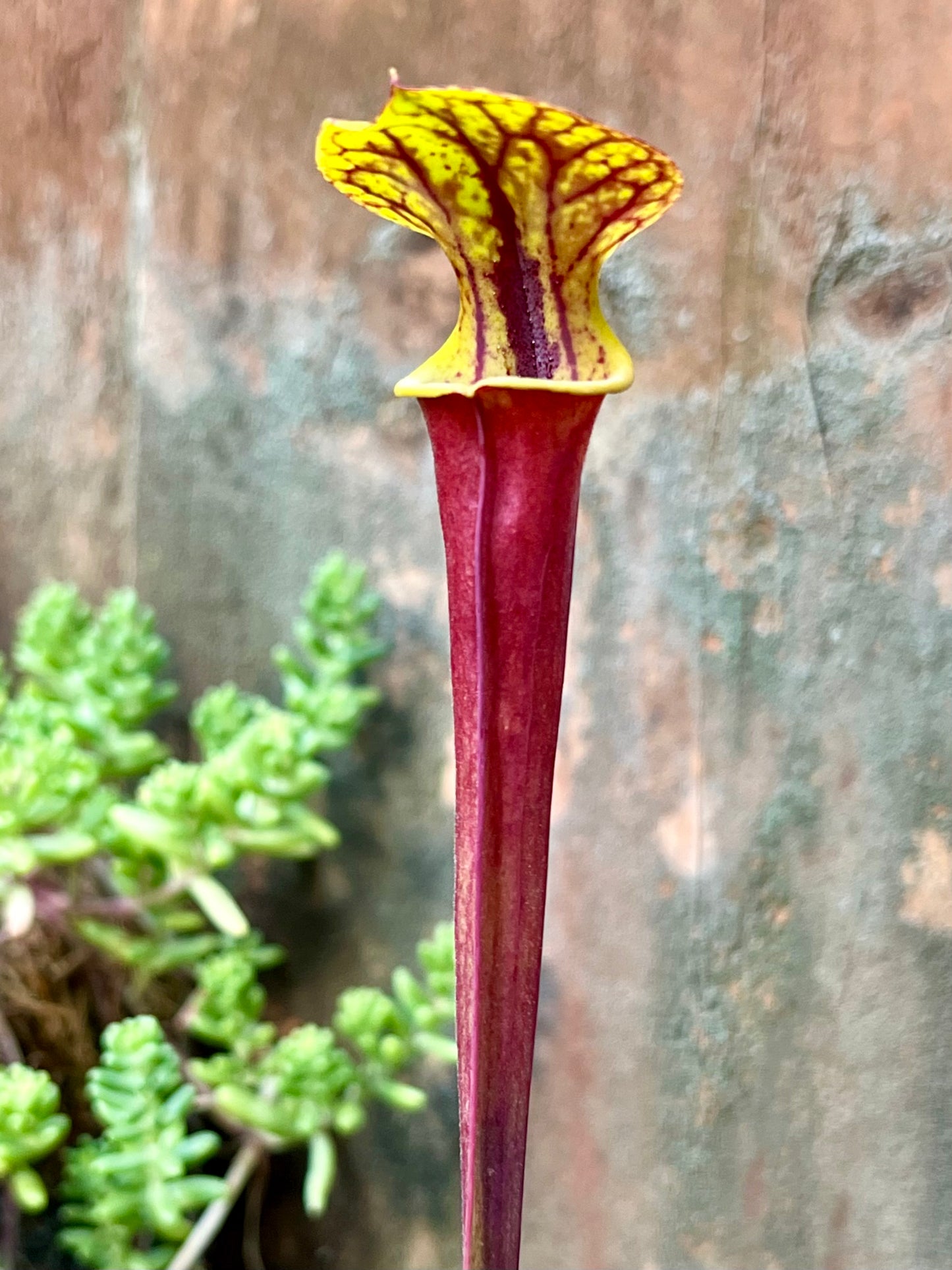 Sarracenia rugelii 448 x 'Waccamaw'