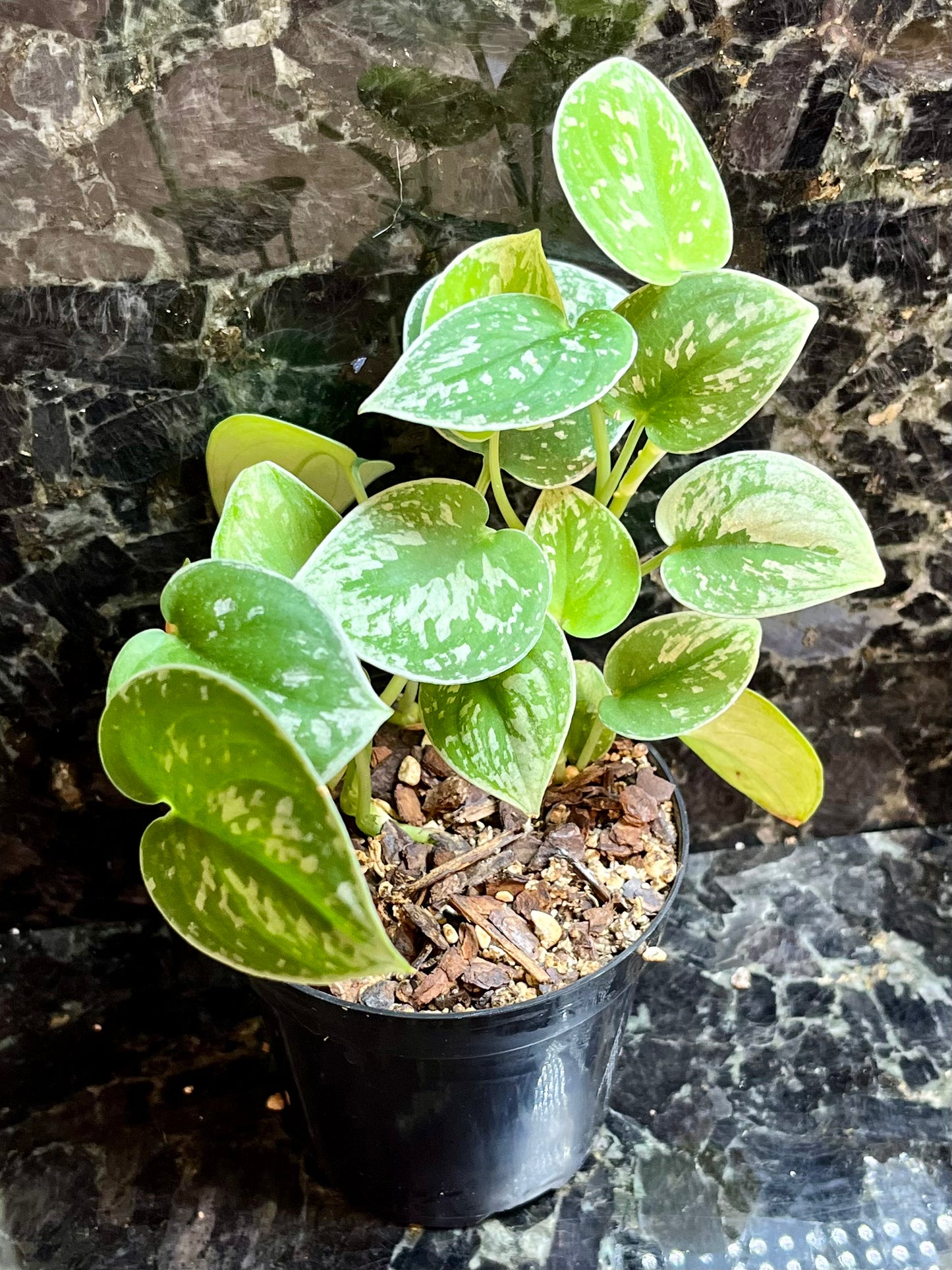 Scindapsus pictus "Exotica"