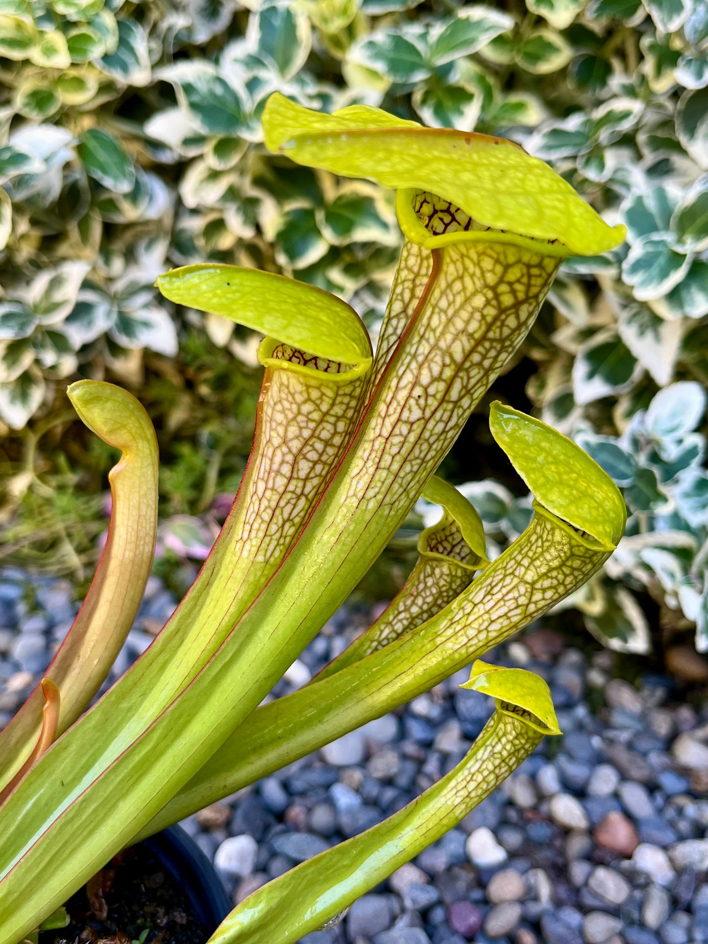 Sarracenia 'Hummer's Hammerhead'