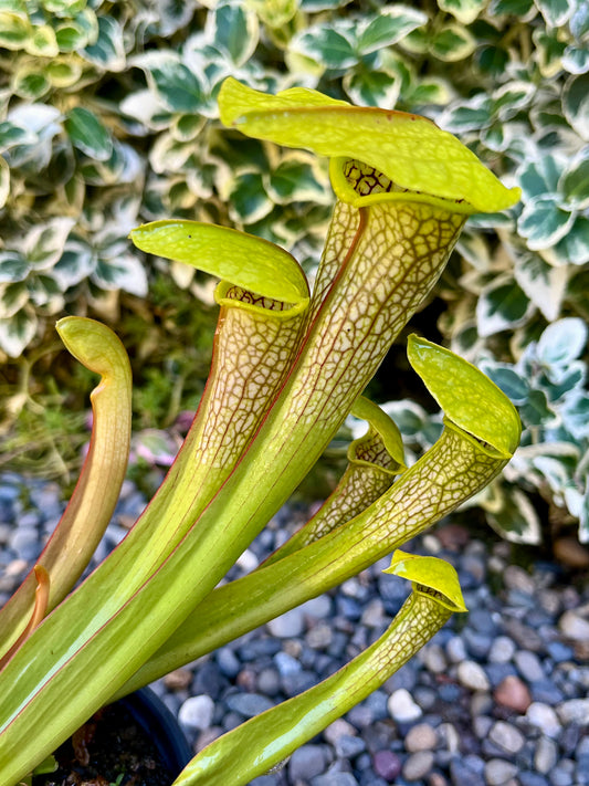 Sarracenia 'Hummer's Hammerhead'