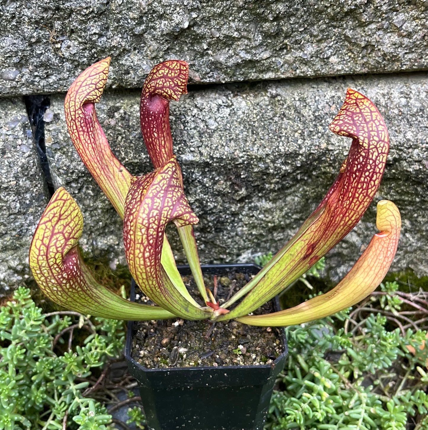 Sarracenia 'Dixie Lace'
