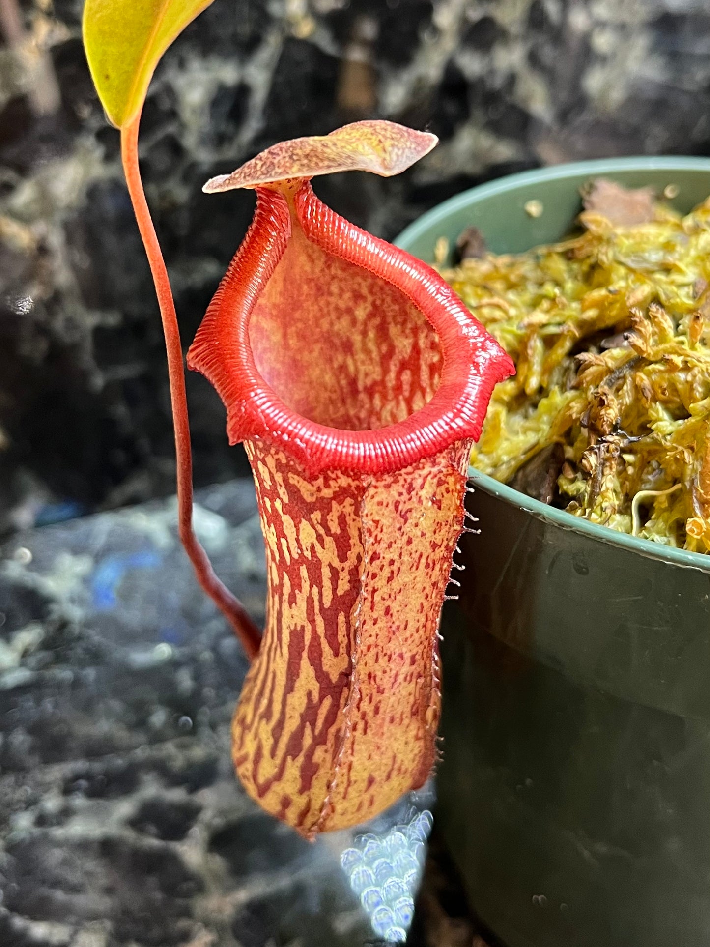 Nepenthes (x splendiana) x ventricosa "red" - established cutting