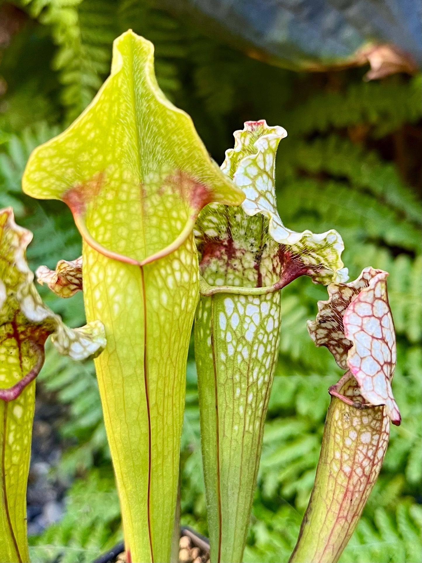 Sarracenia ‘Grower’s Select’ hybrid