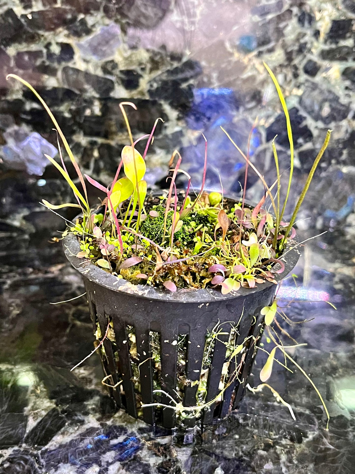 Utricularia PARTY - mix of select utrics