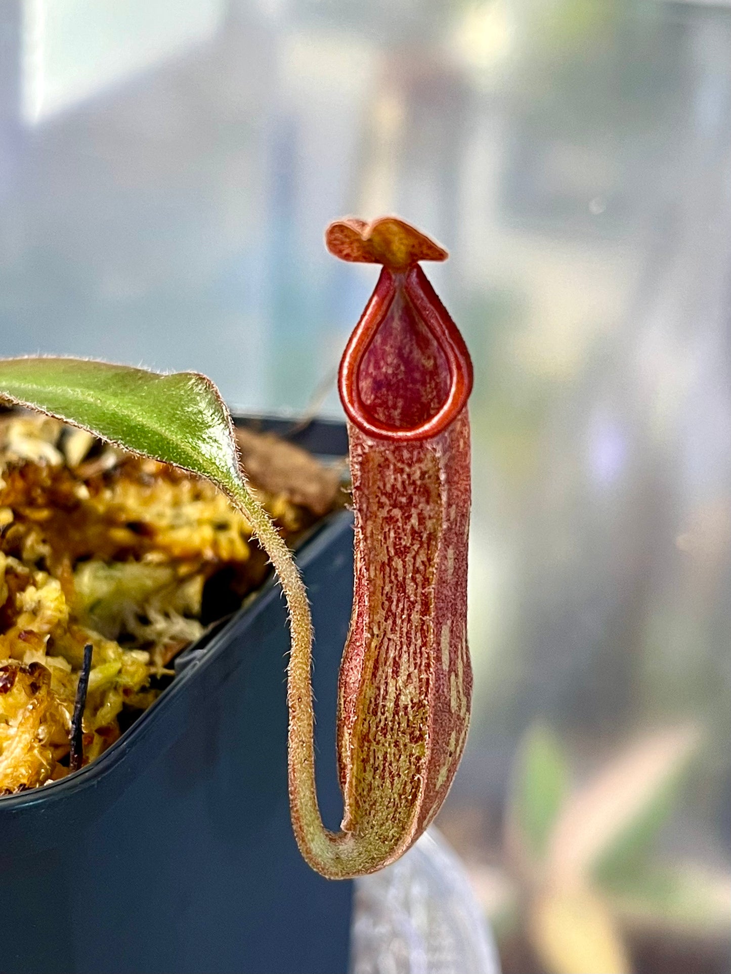 Nepenthes NOID red - established cutting