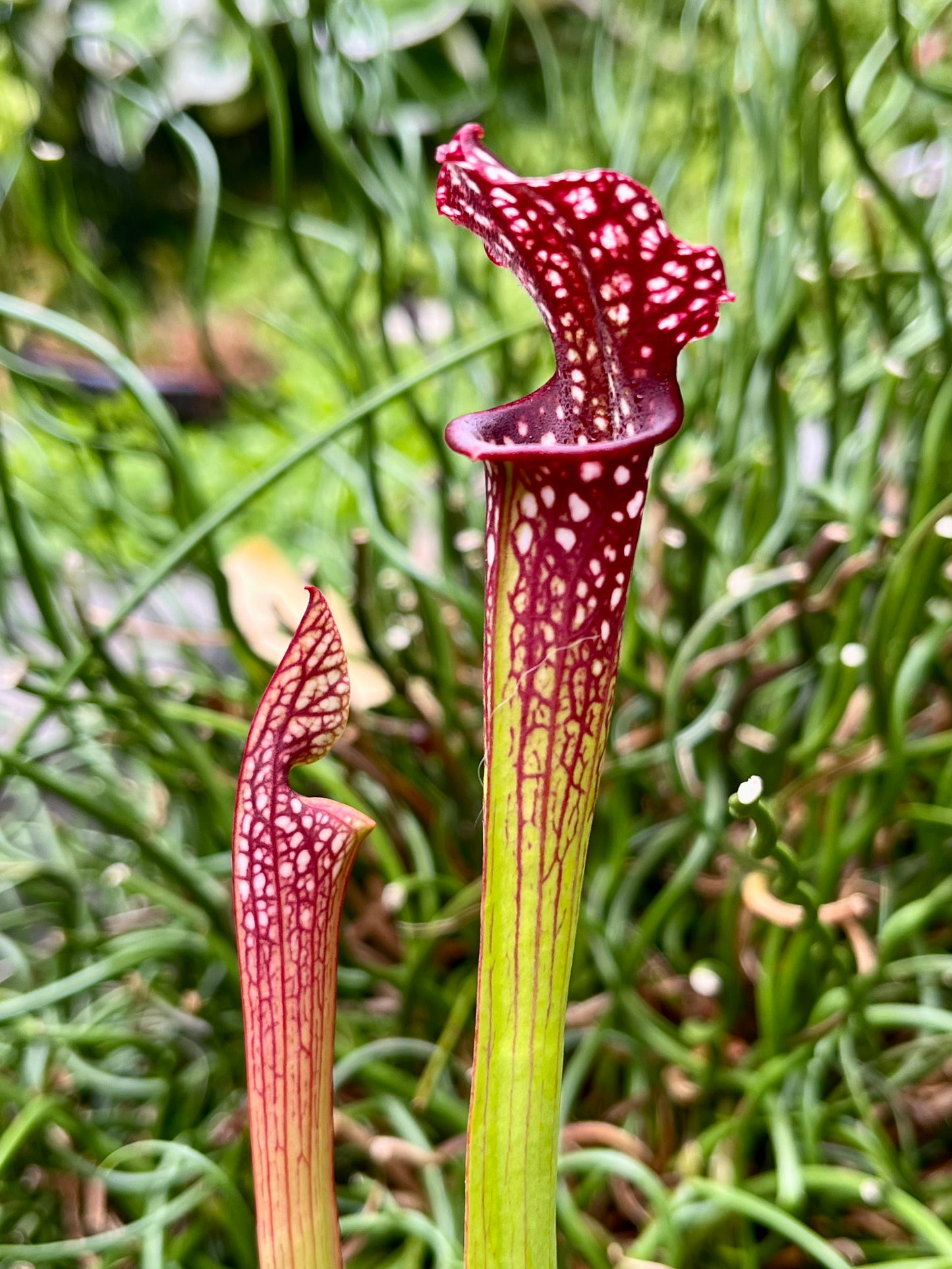 Sarracenia ‘Saurus’ x MK L18
