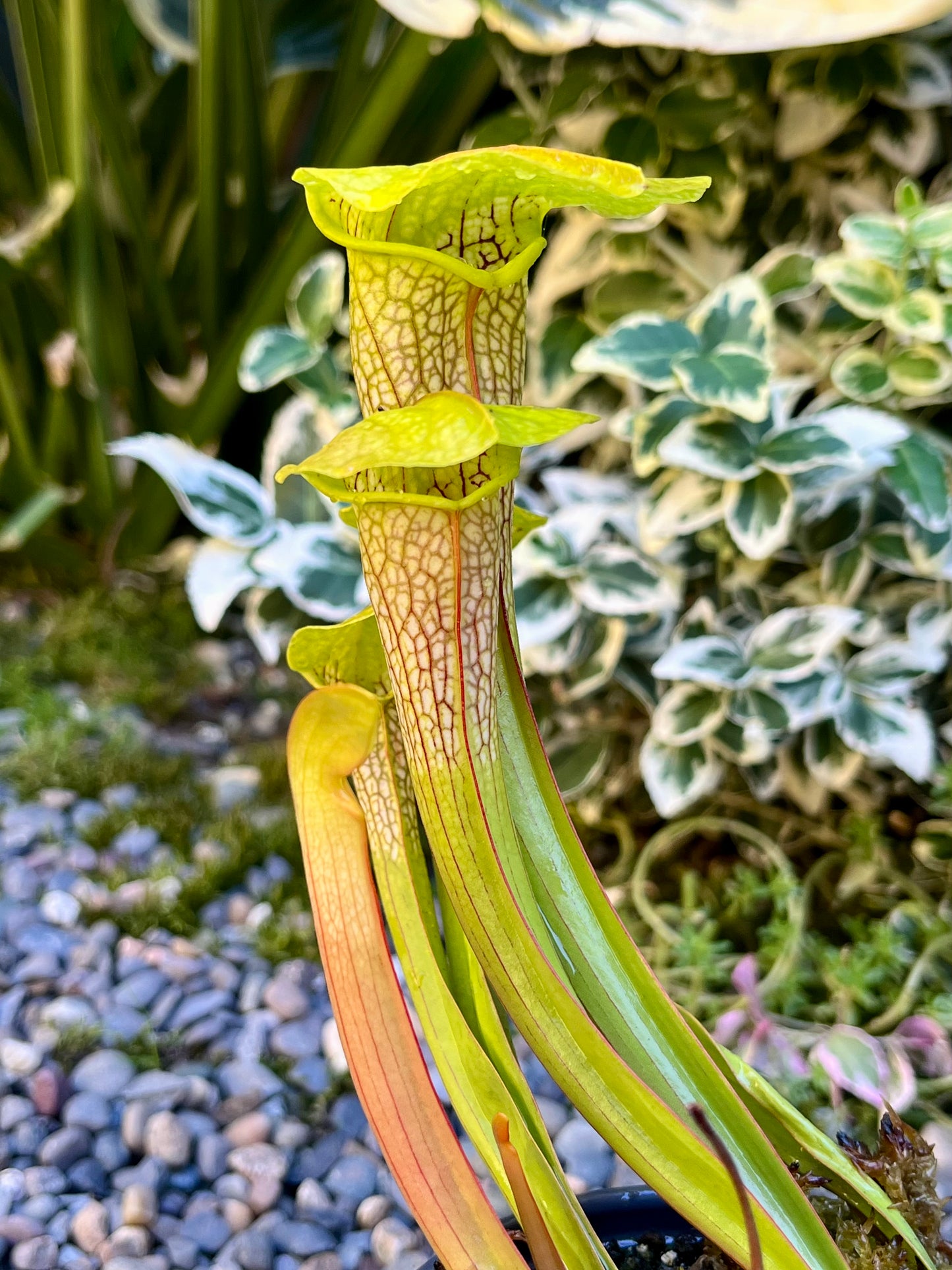 Sarracenia 'Hummer's Hammerhead'