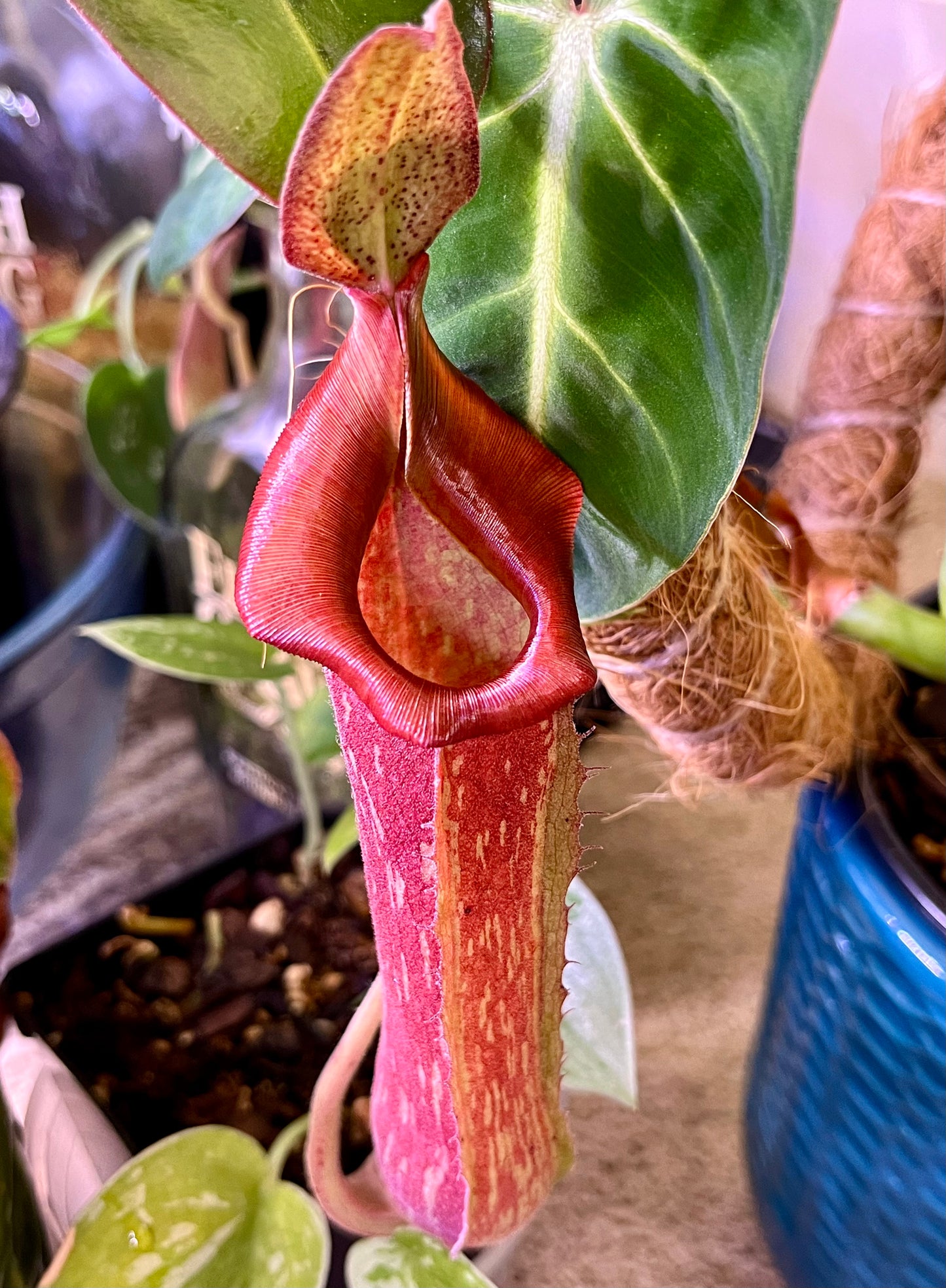 Nepenthes NOID red - established cutting