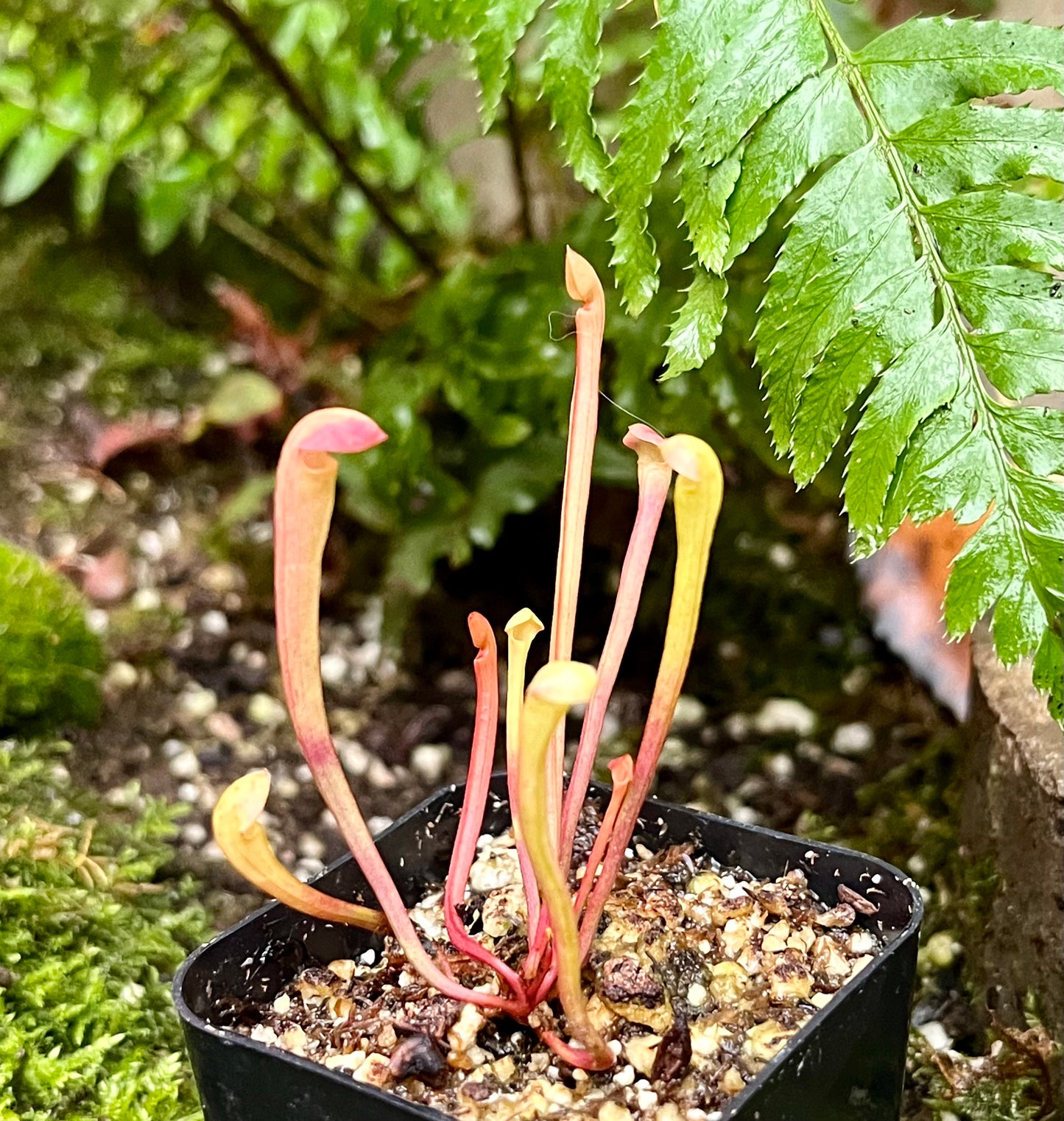 Sarracenia alabamensis x Legacy - seed grown